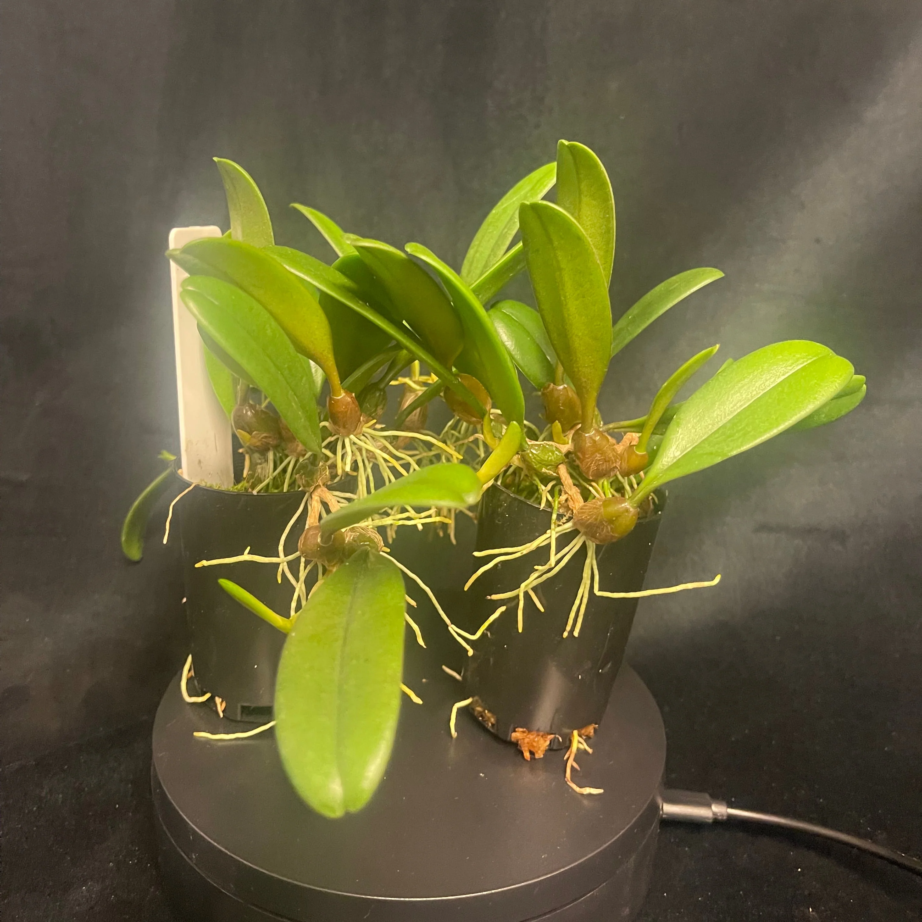 Bulbophyllum sikkimense - Image 3