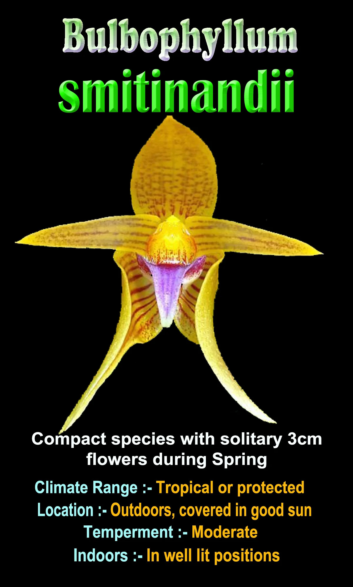 Bulbophyllum smitinandii - Image 3