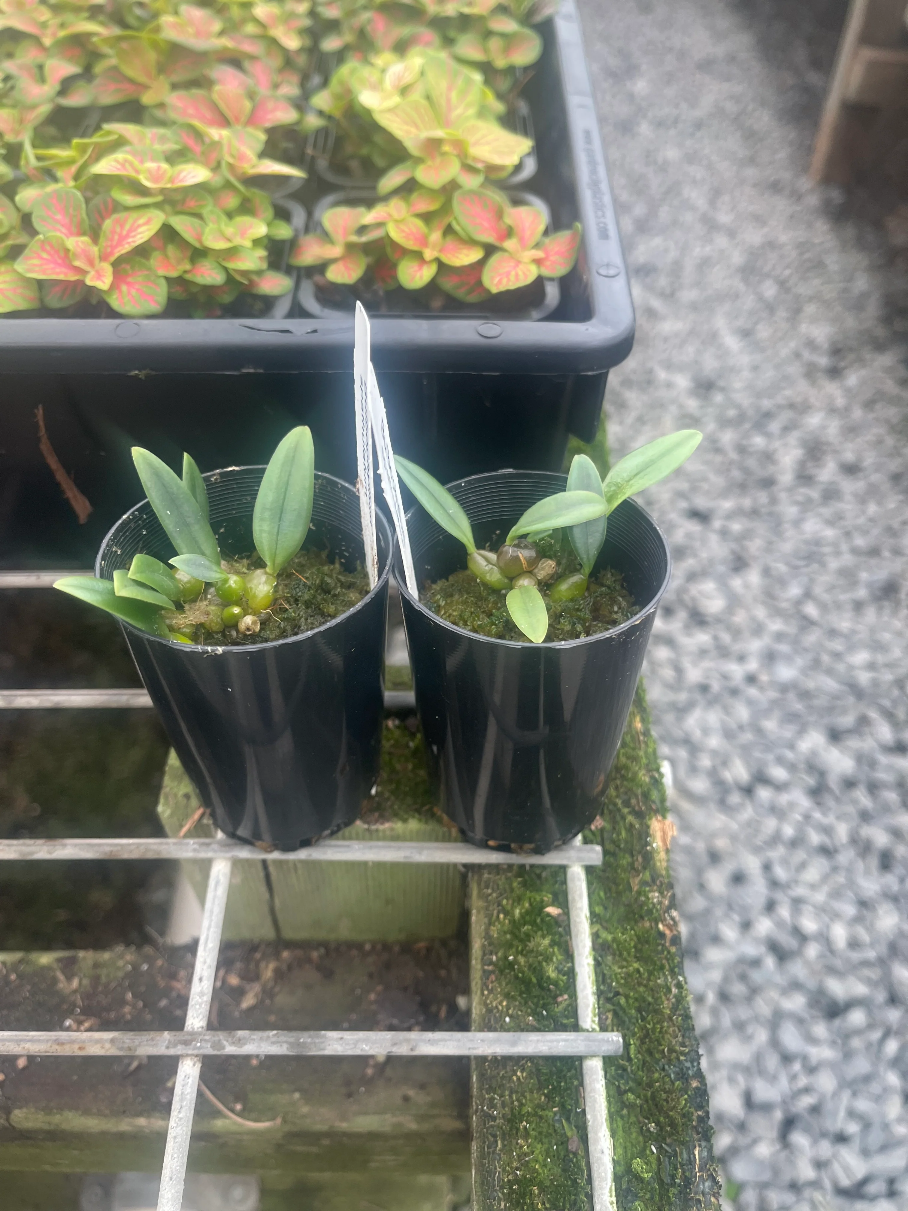 Bulbophyllum spathulatum - Image 2