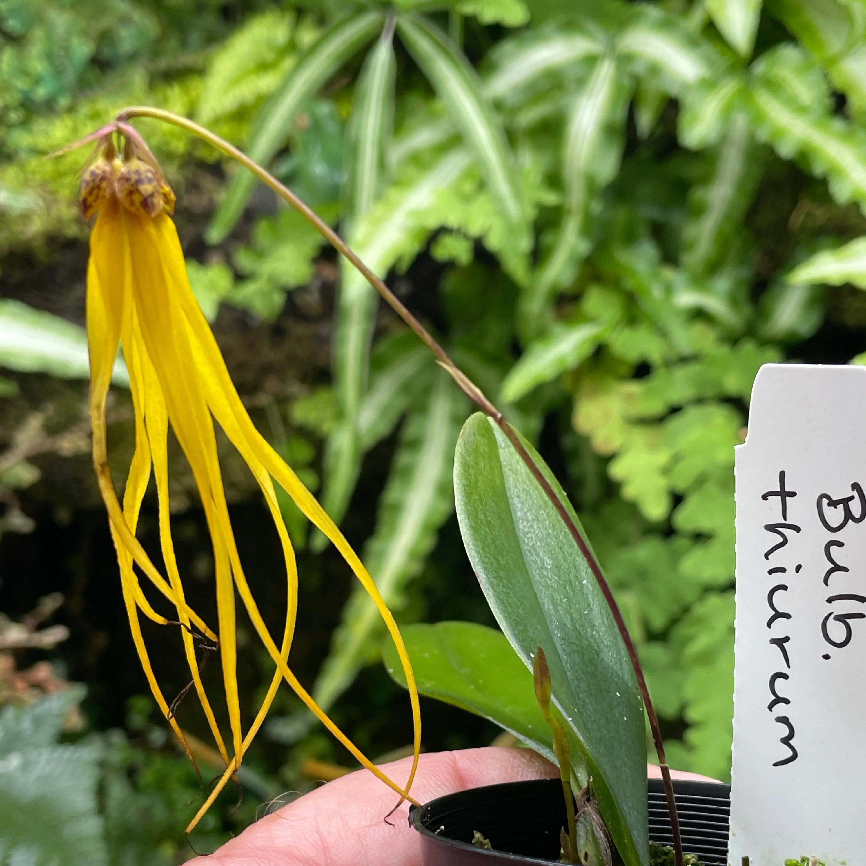Bulbophyllum thiurum - Image 3