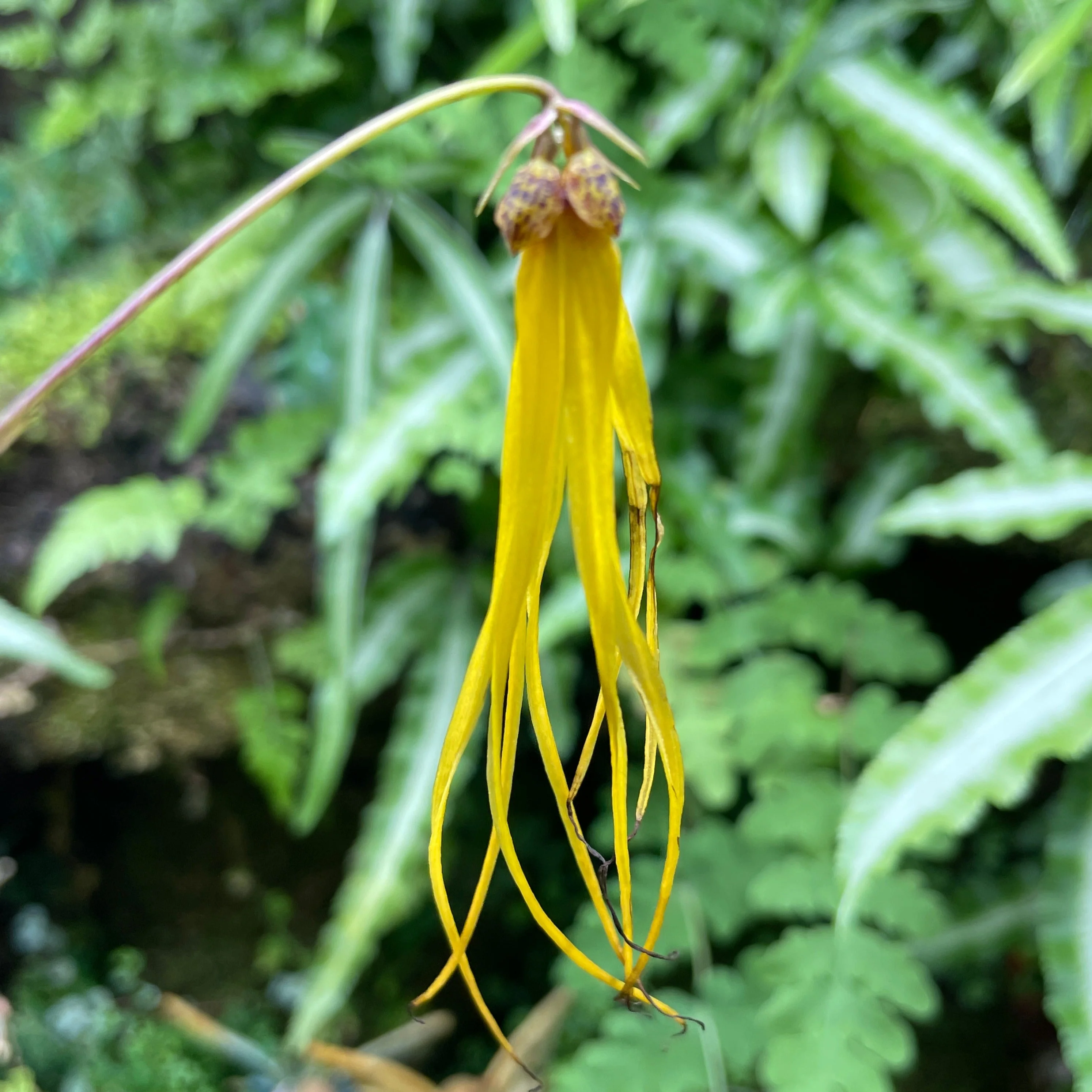 Bulbophyllum thiurum - Image 4