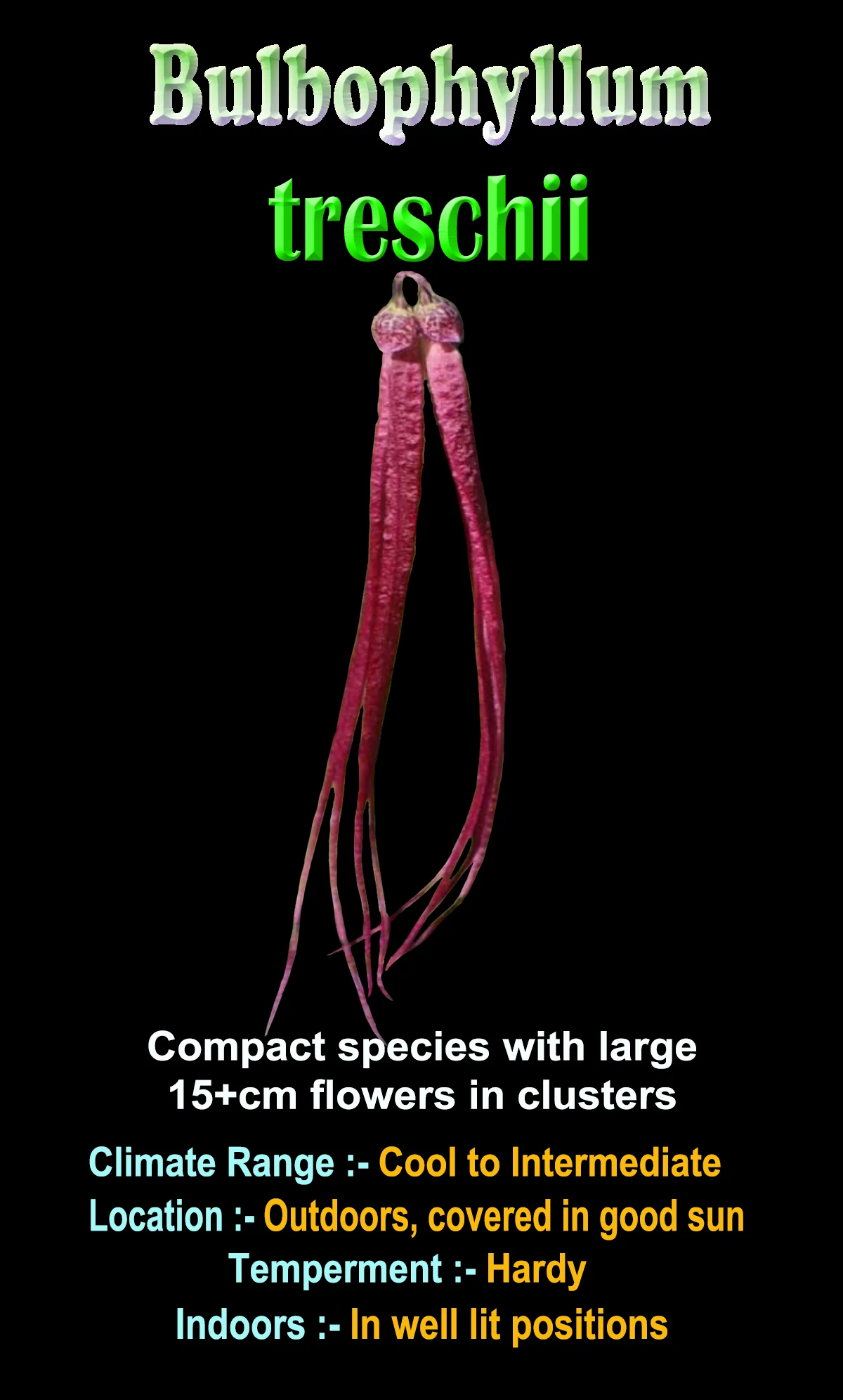 Bulbophyllum treschii - Image 3