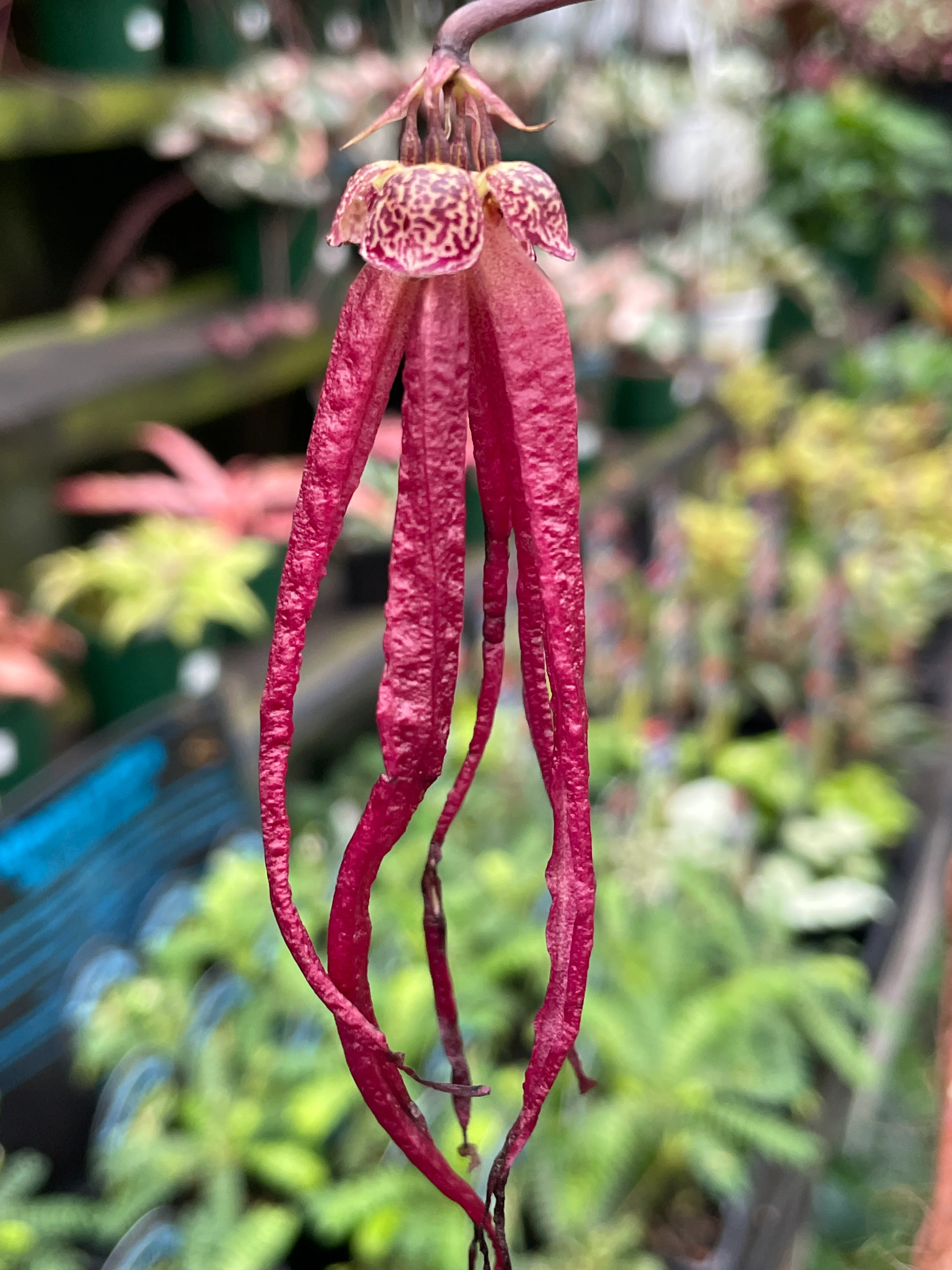 Bulbophyllum treschii - Image 4