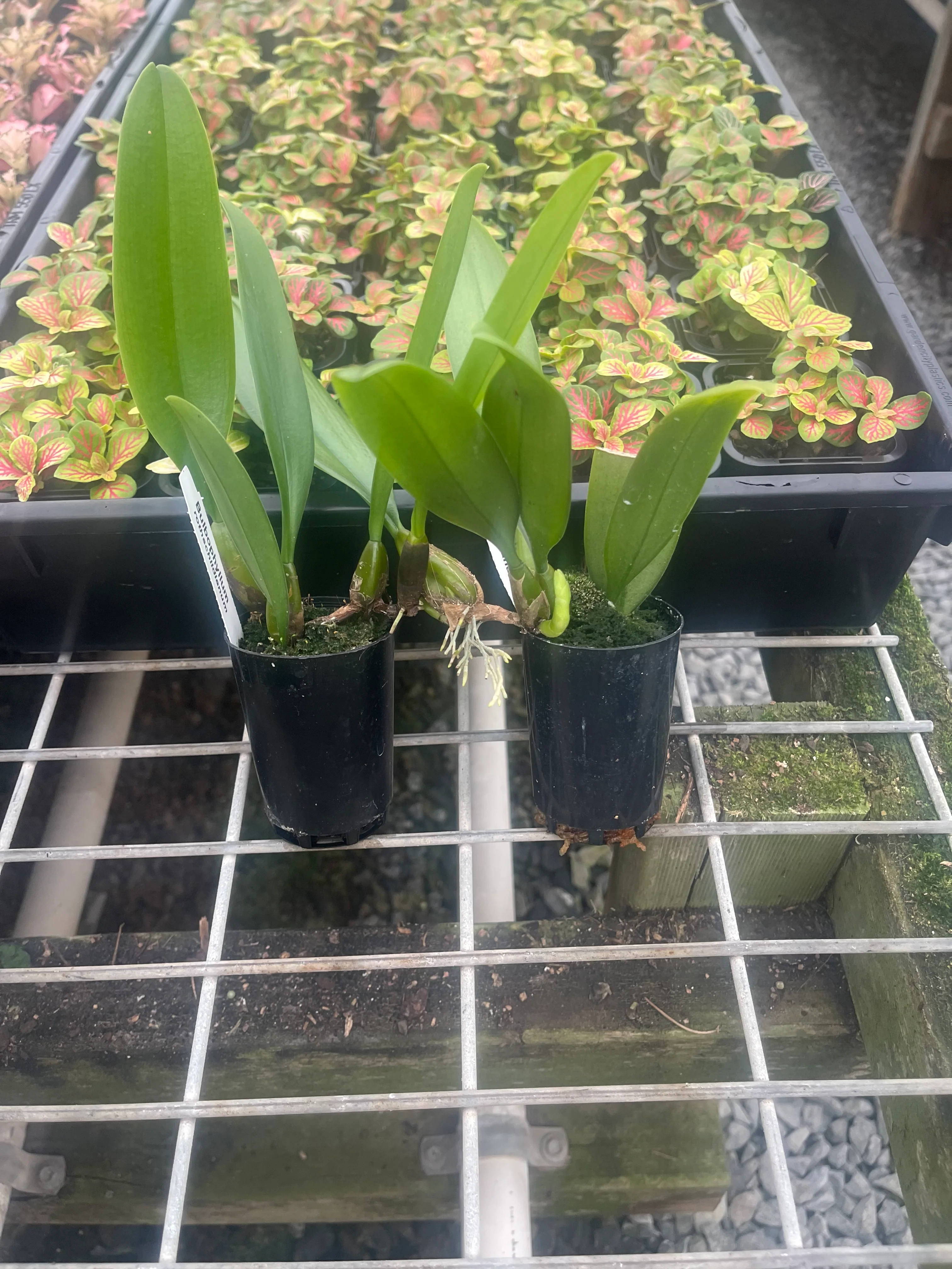 Bulbophyllum Vindobona – rothschildianum × ornatissimum - Image 2