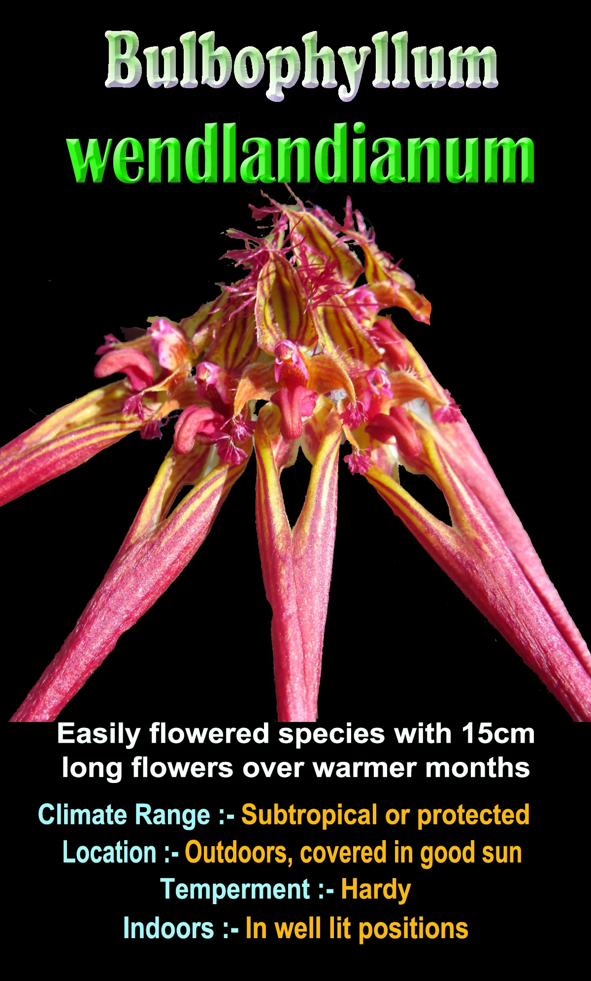 Bulbophyllum wendlandianum - Image 3