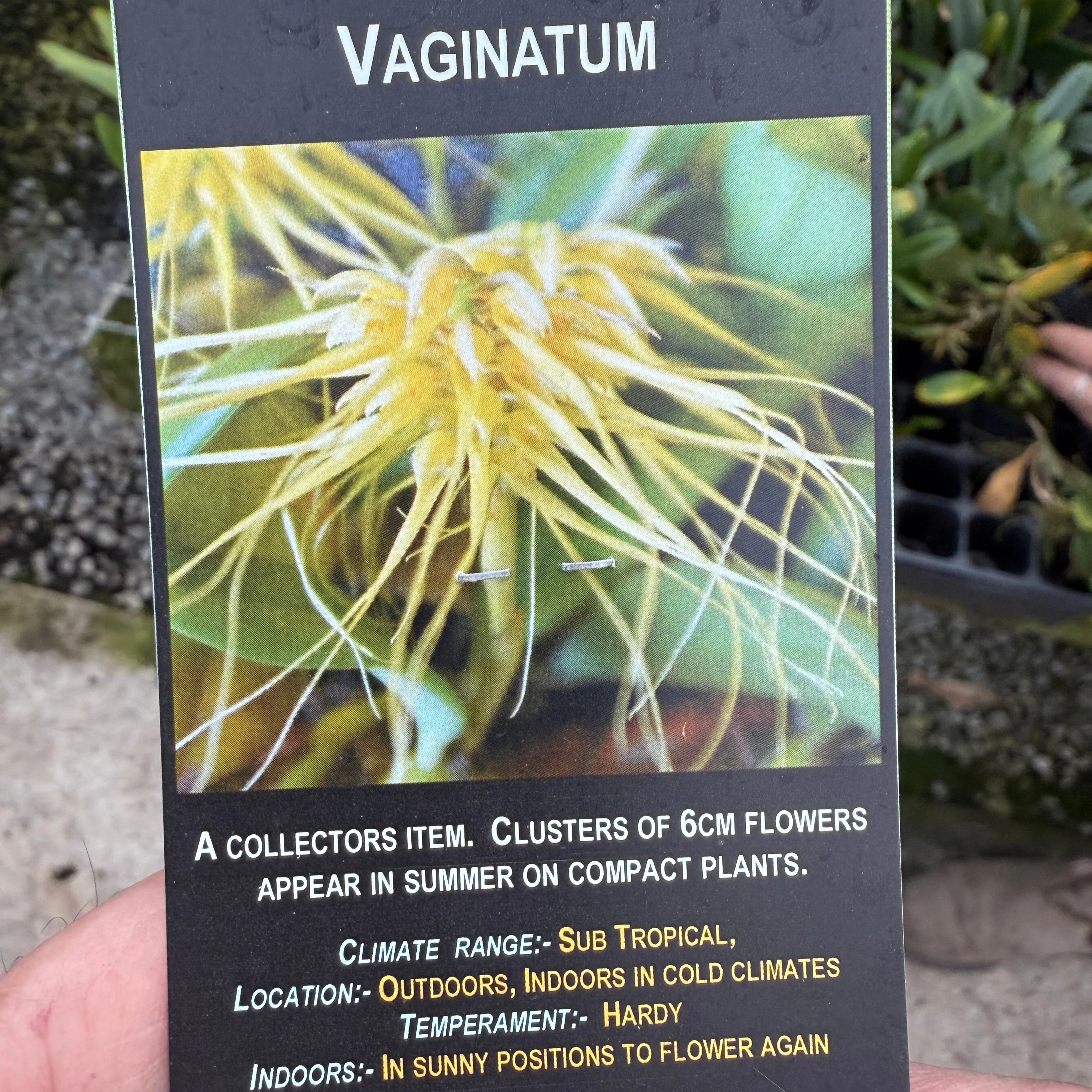 Bulbophylum vaginatum - Image 2