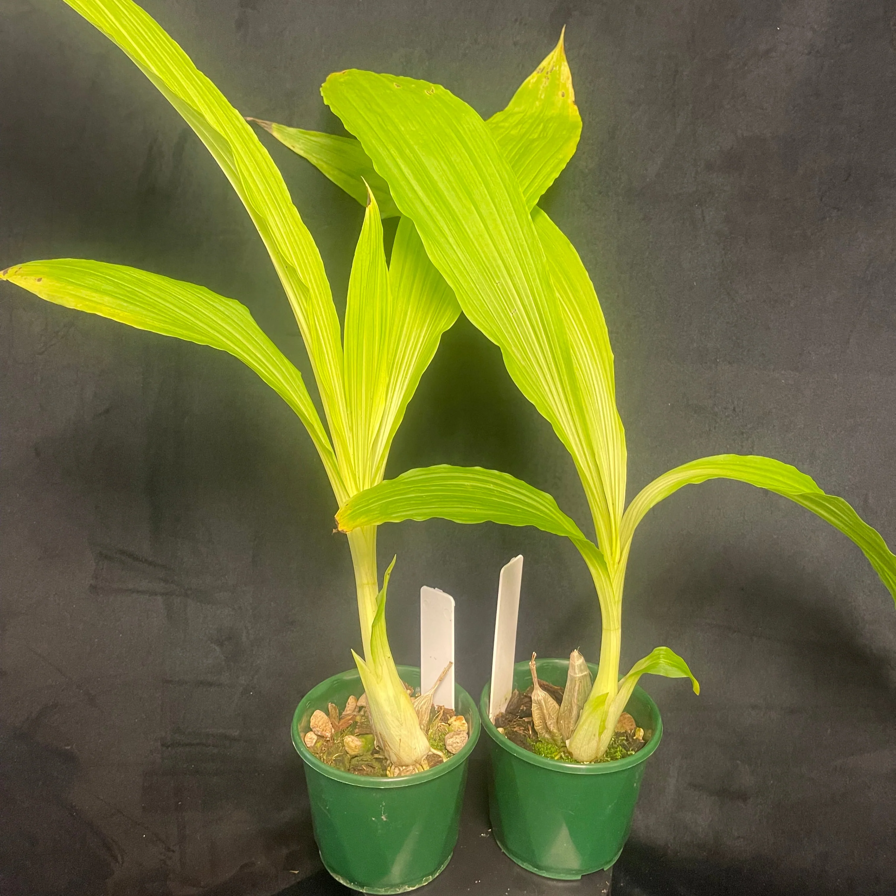 Calanthe vestita - Image 3