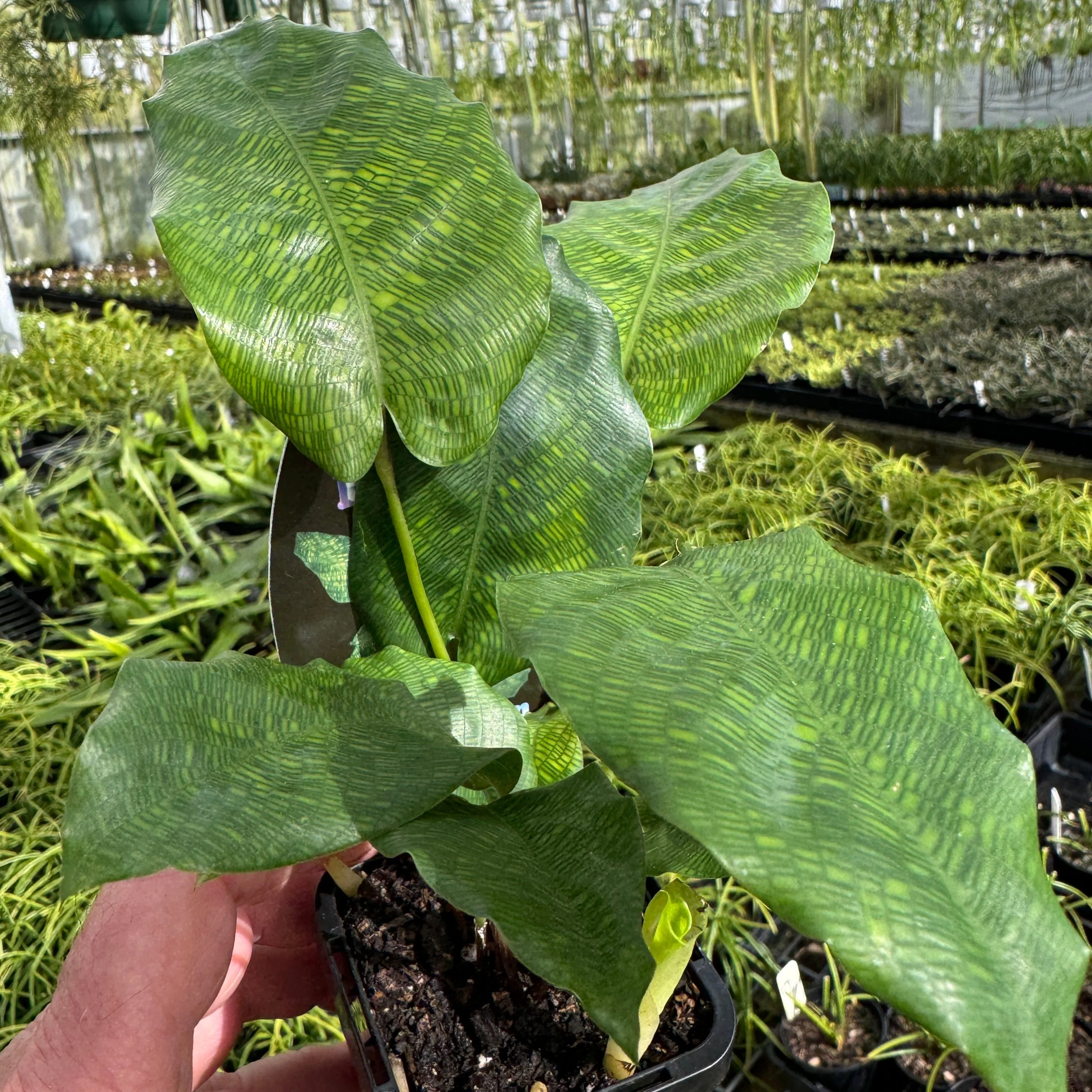 Calathea bella 'Network' (syn. Goeppertia kegeljanii) - Image 5