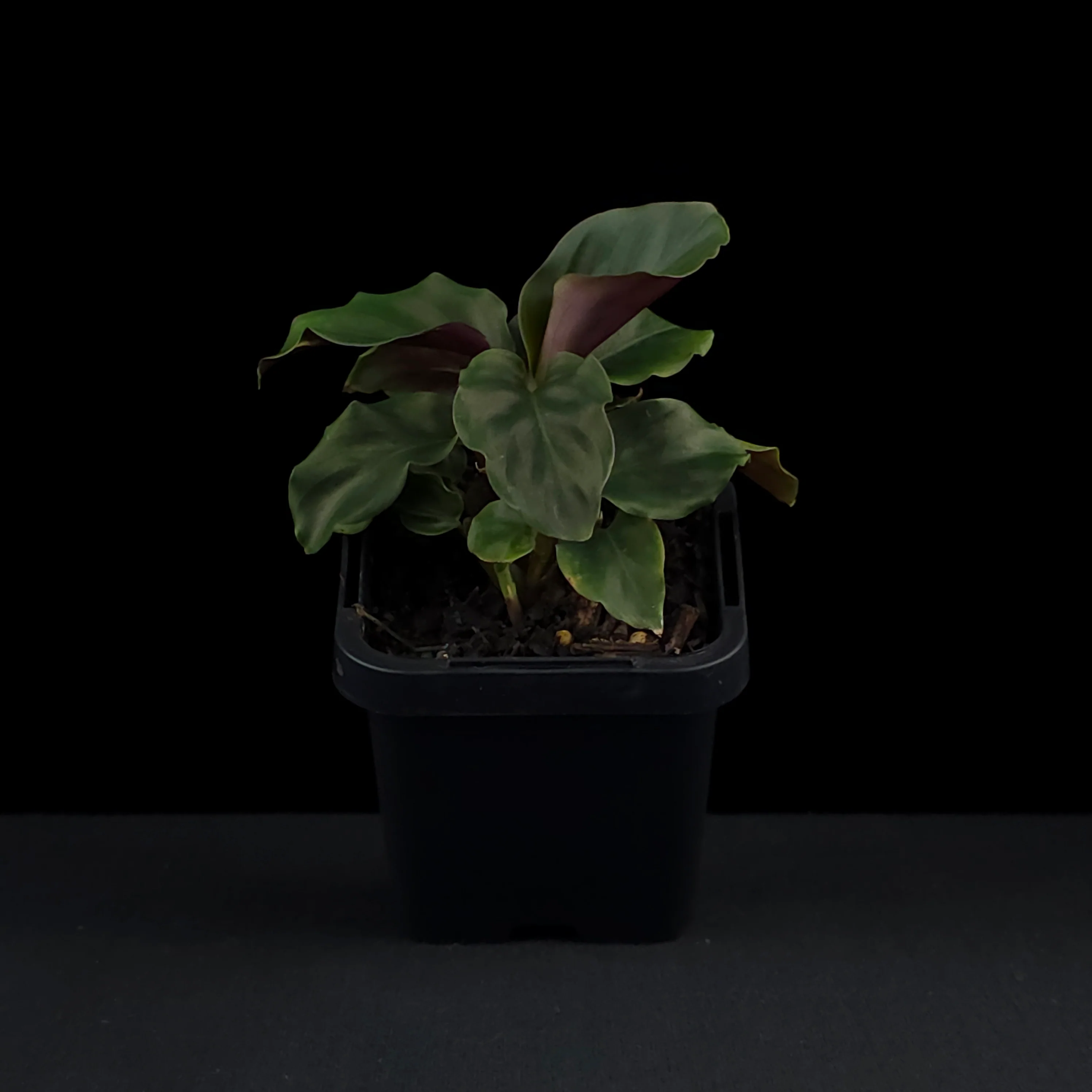 Calathea crocata - Image 4