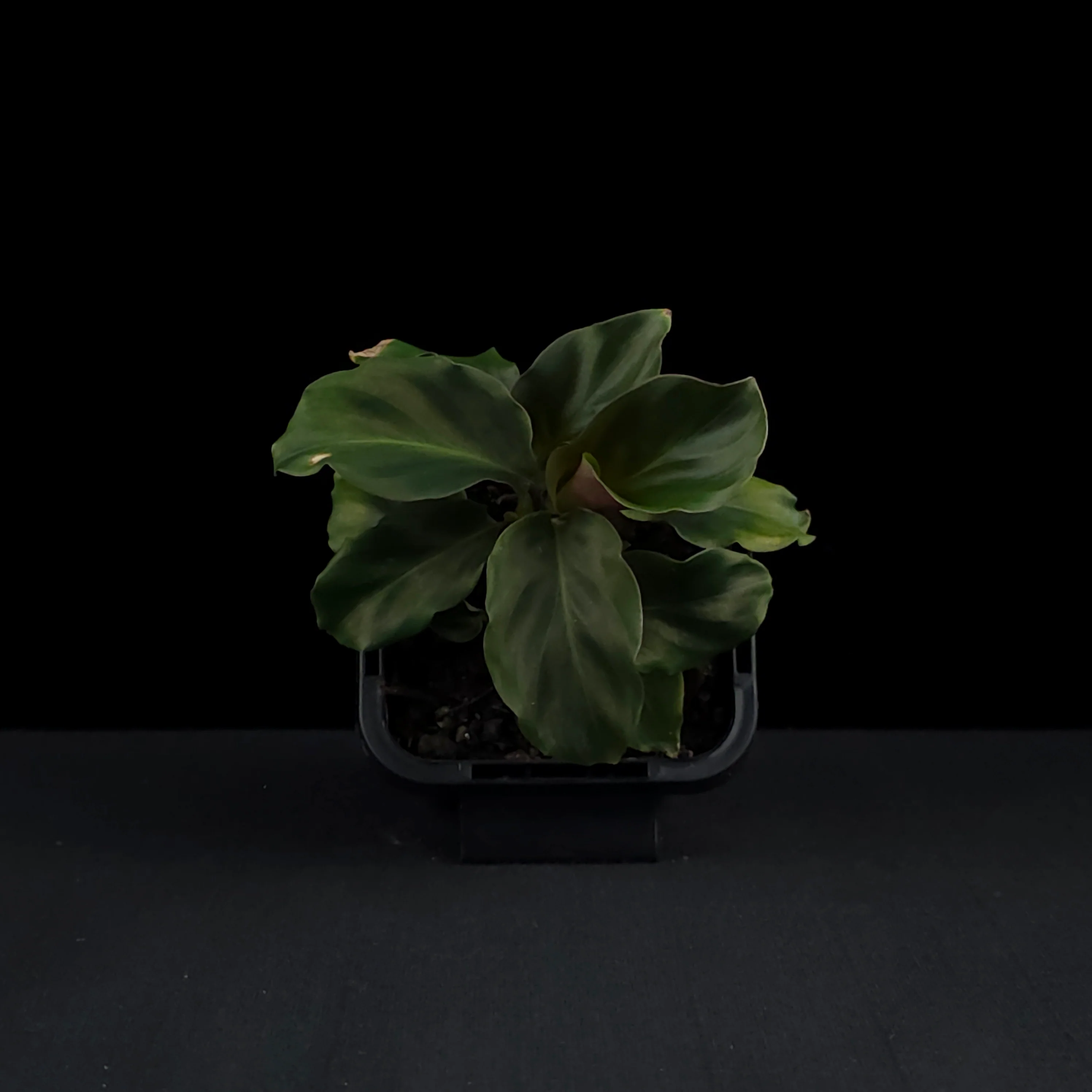 Calathea crocata - Image 5