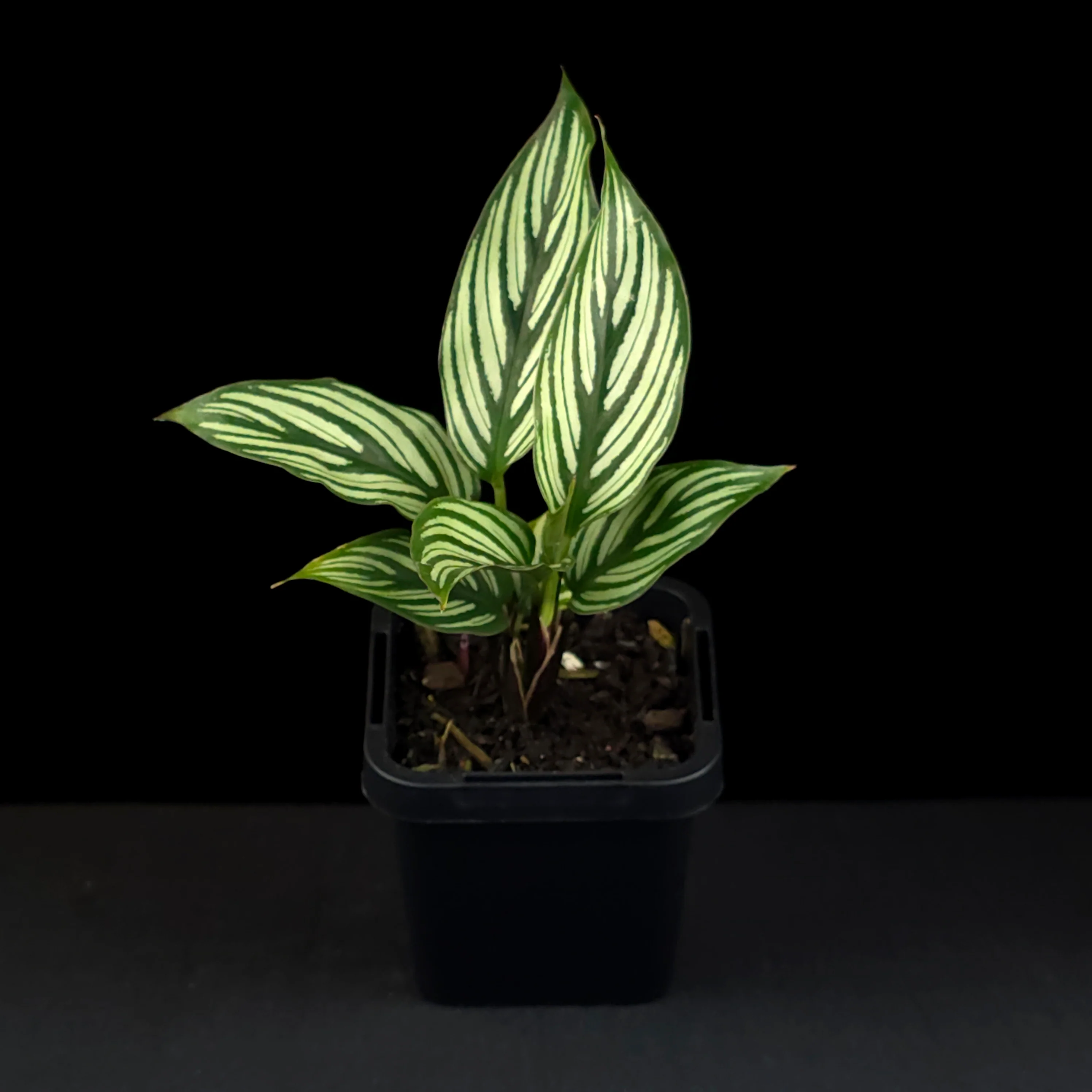 Calathea elliptica (Syn. Goeppertia) - Image 3