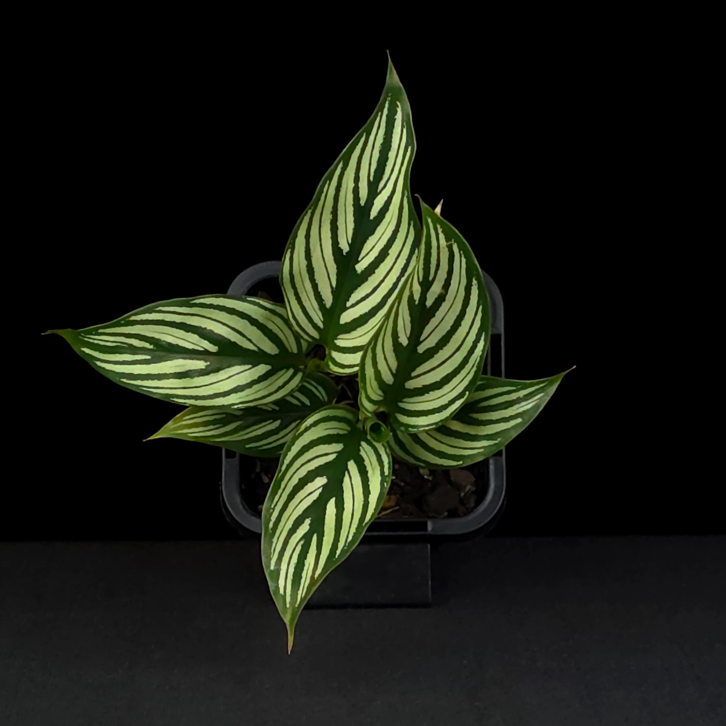 Calathea elliptica (Syn. Goeppertia) - Image 4