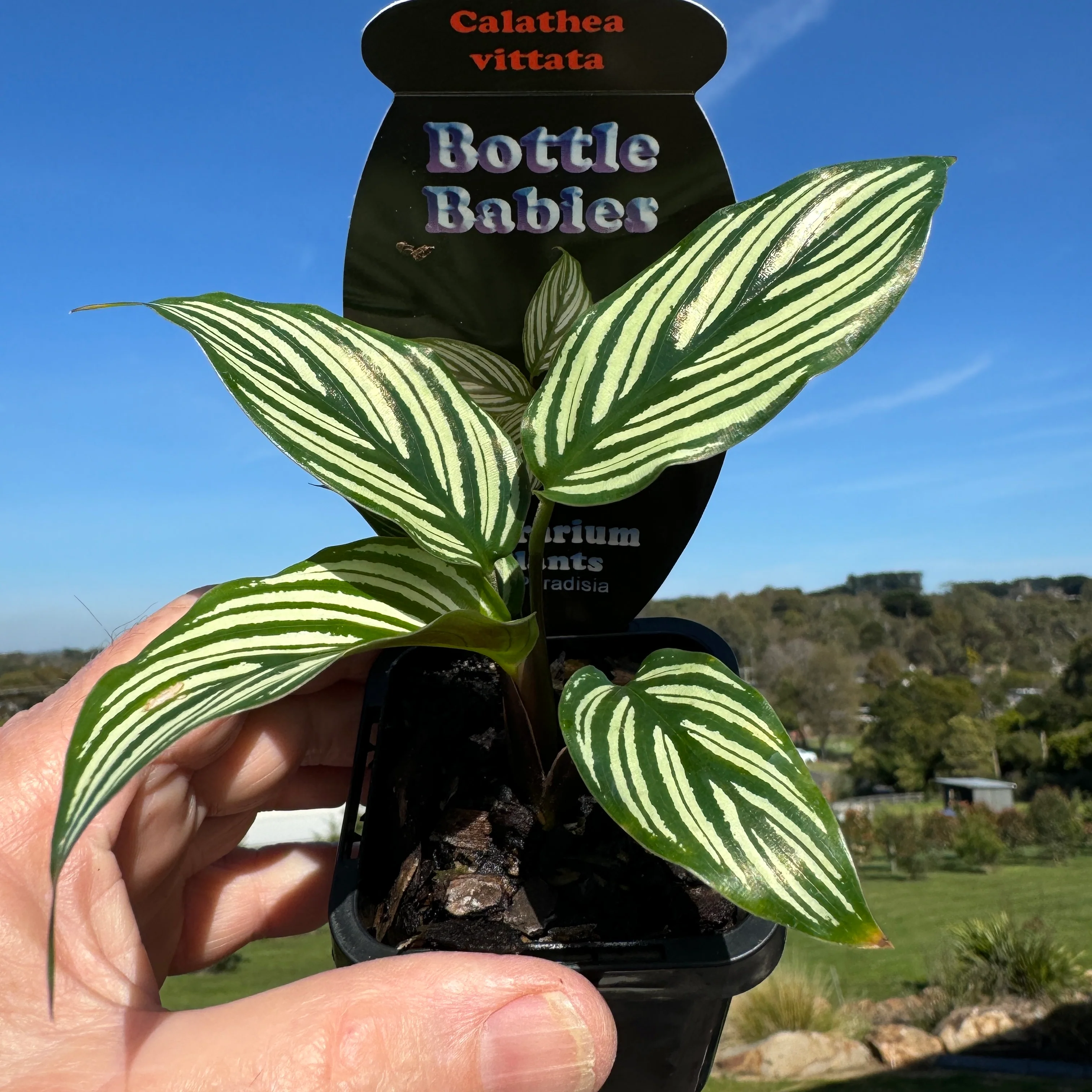Calathea elliptica (Syn. Goeppertia) - Image 5