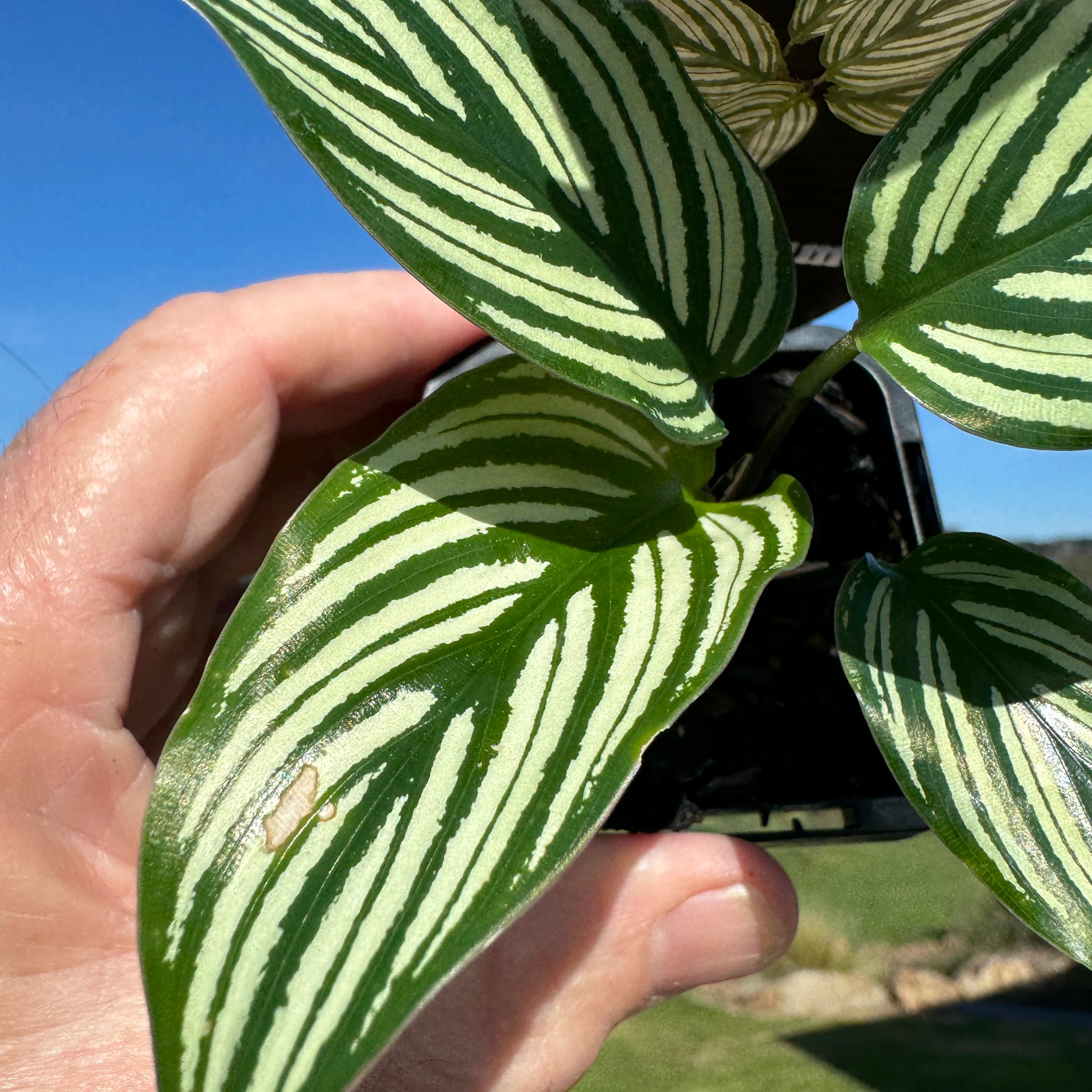 Calathea elliptica (Syn. Goeppertia) - Image 6