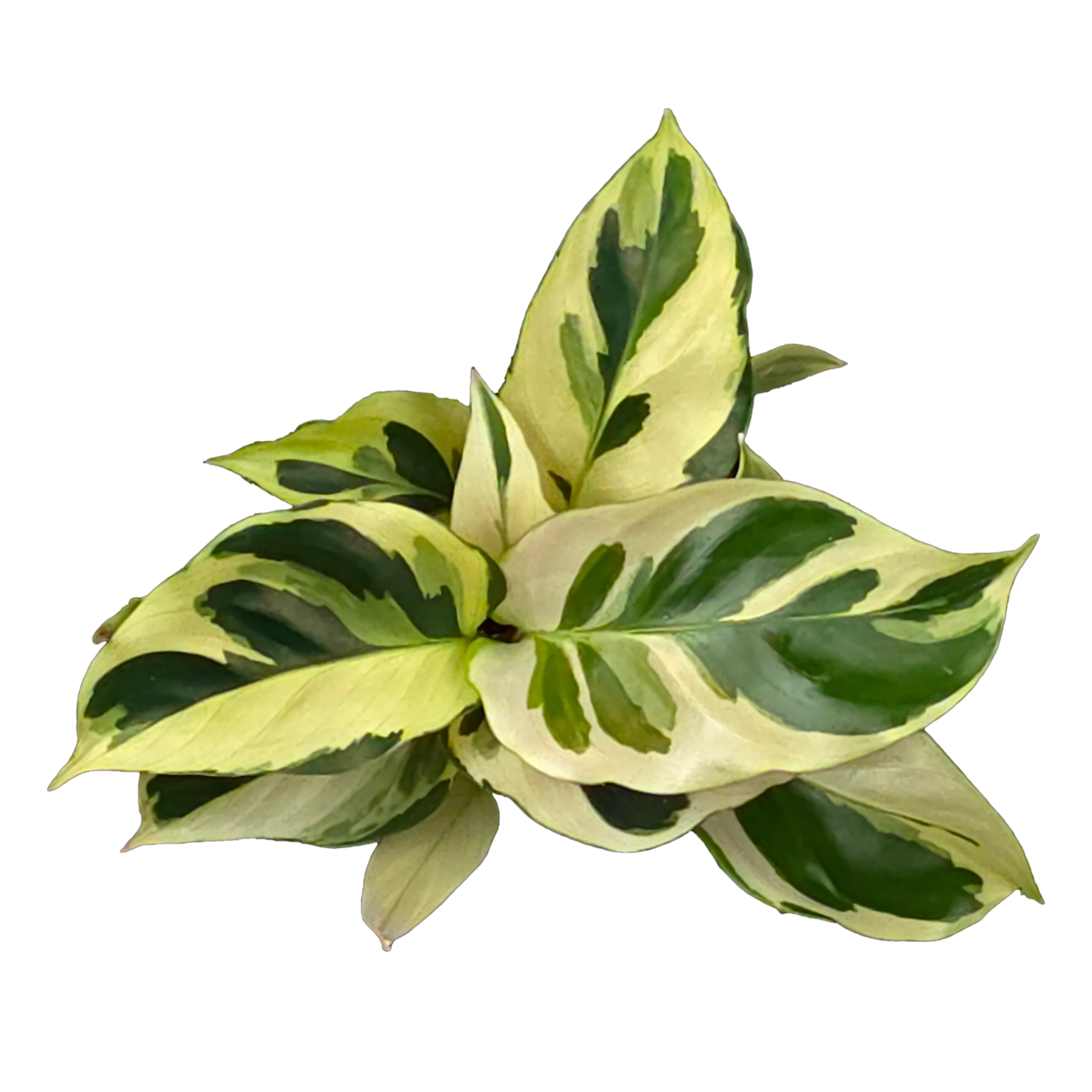 Calathea lietzei 'Yellow Fusion' (syn. Maranta) - Image 3
