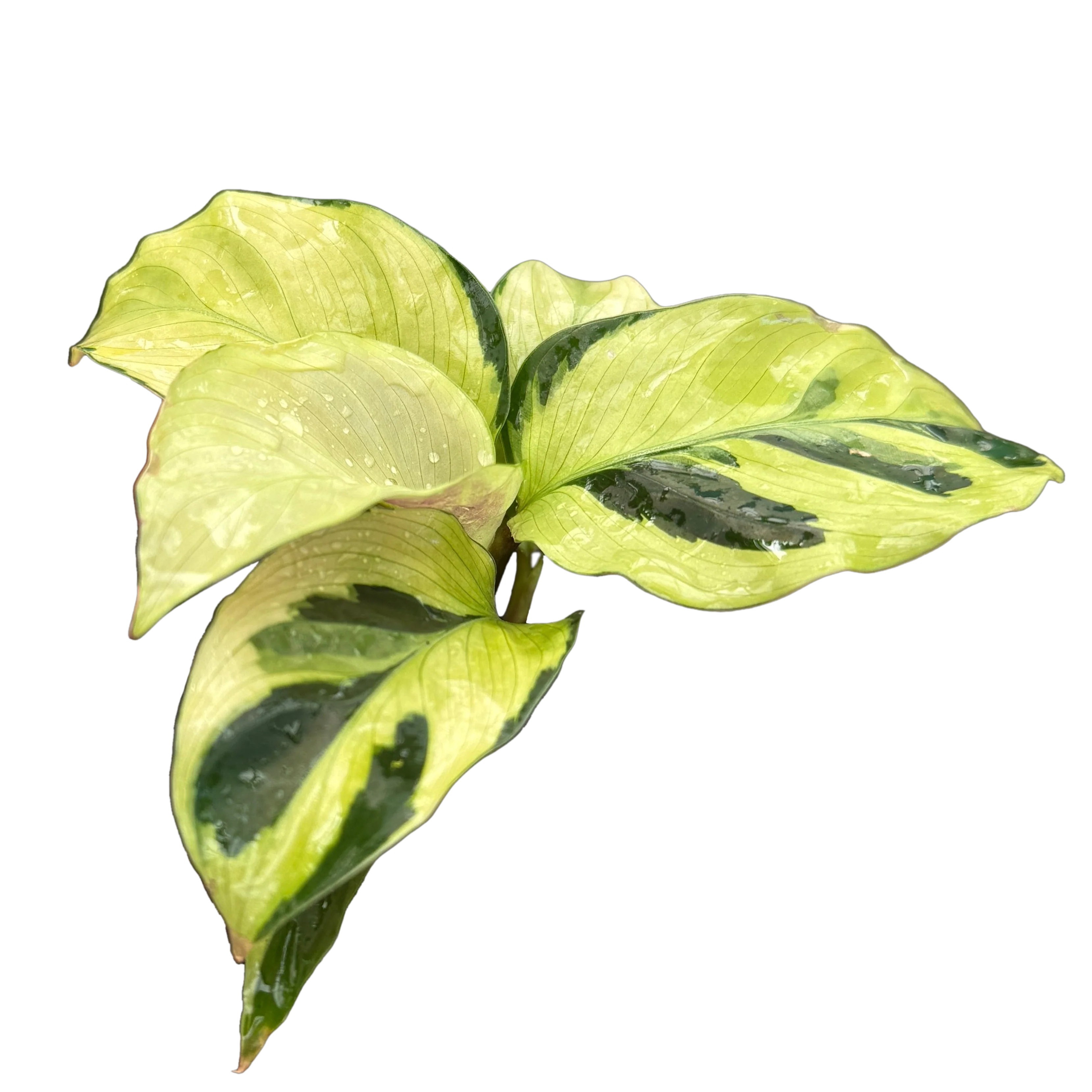 Calathea lietzei 'Yellow Fusion' (syn. Maranta) - Image 4