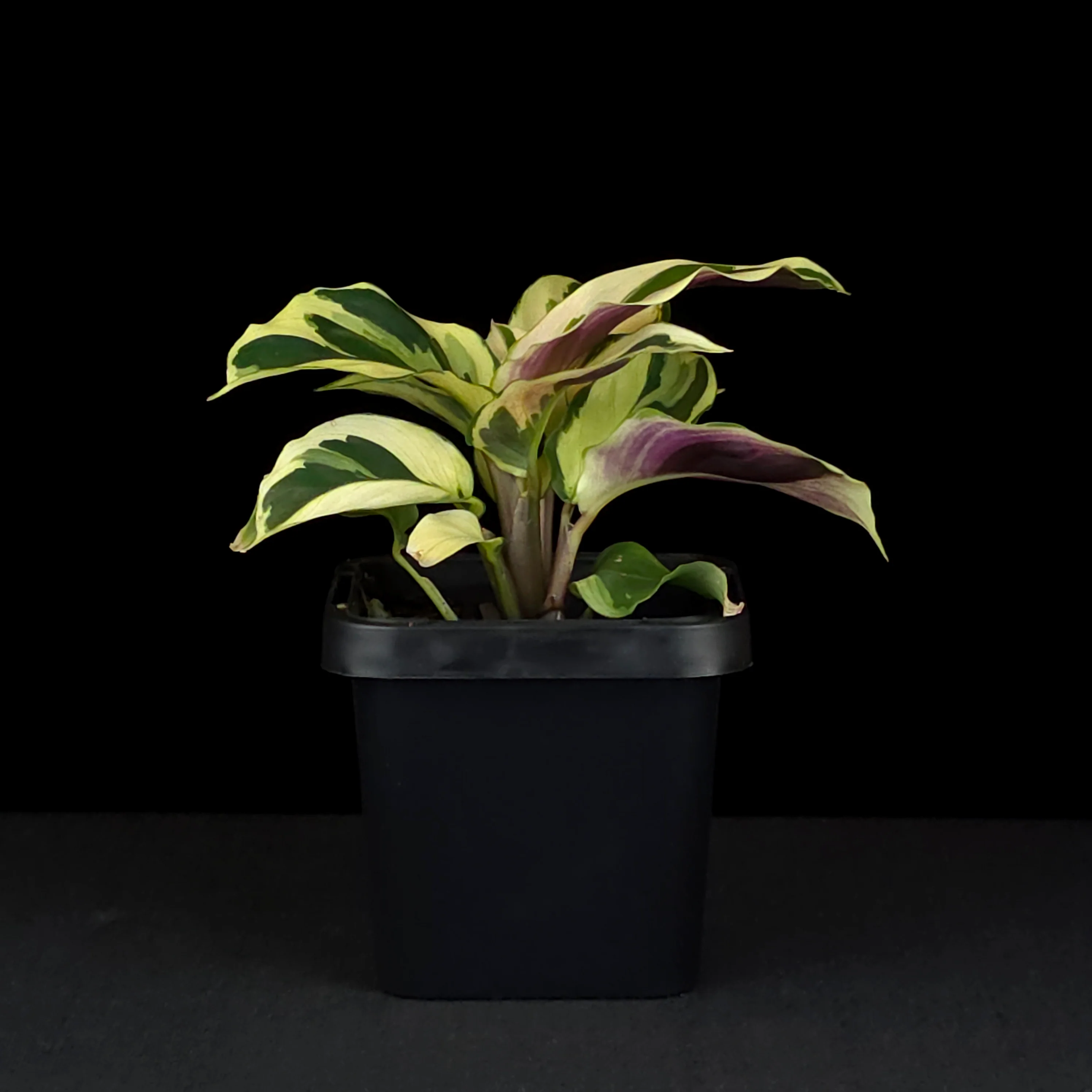 Calathea lietzei 'Yellow Fusion' (syn. Maranta) - Image 5