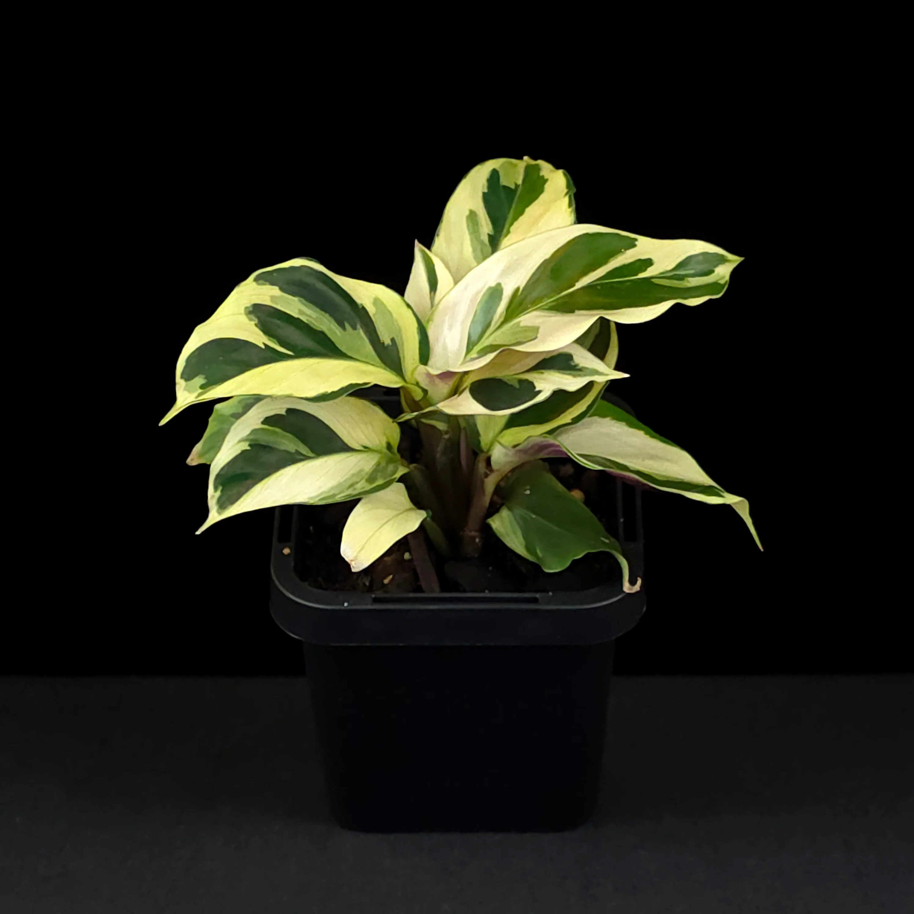 Calathea lietzei 'Yellow Fusion' (syn. Maranta) - Image 6