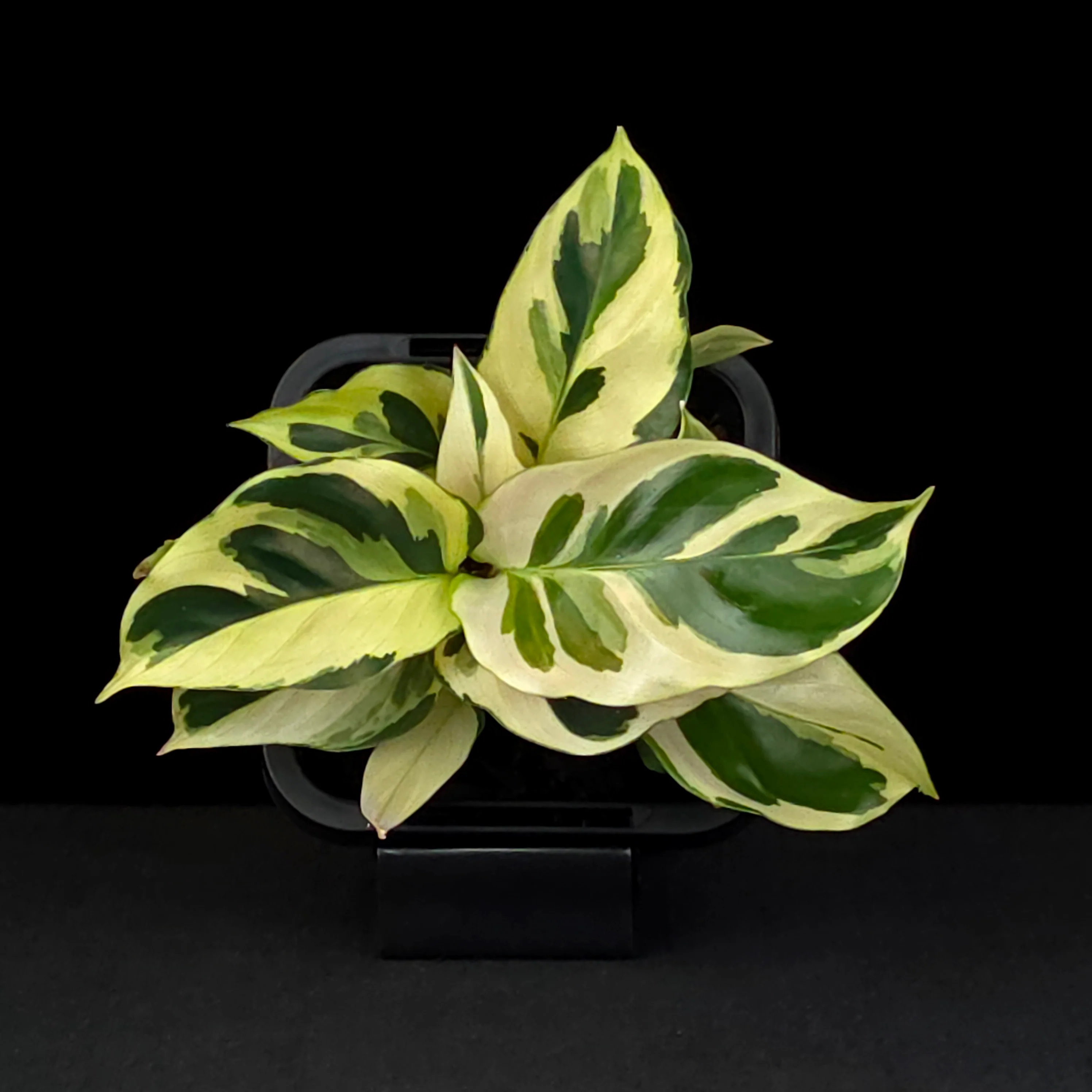 Calathea lietzei 'Yellow Fusion' (syn. Maranta) - Image 7