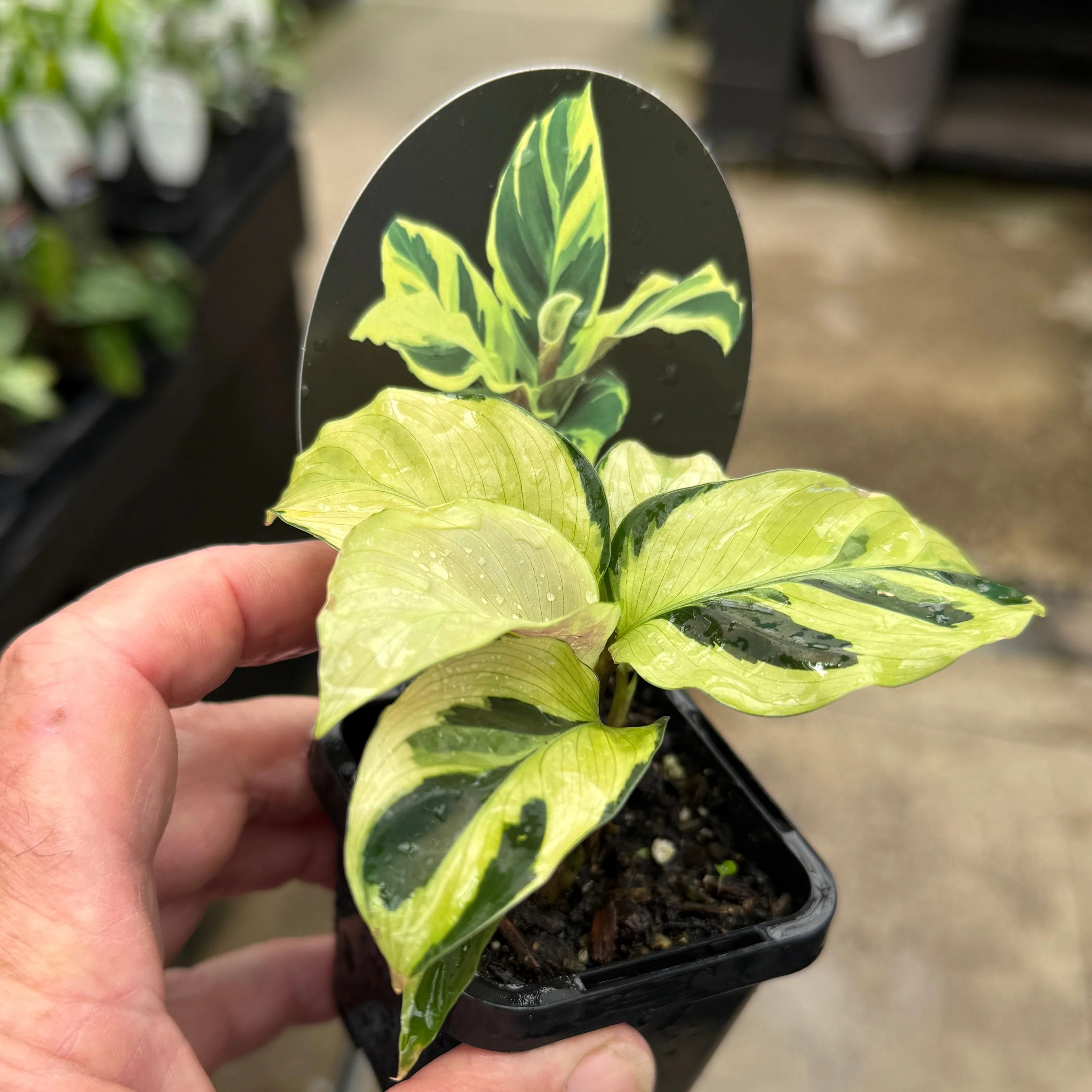 Calathea lietzei 'Yellow Fusion' (syn. Maranta) - Image 8