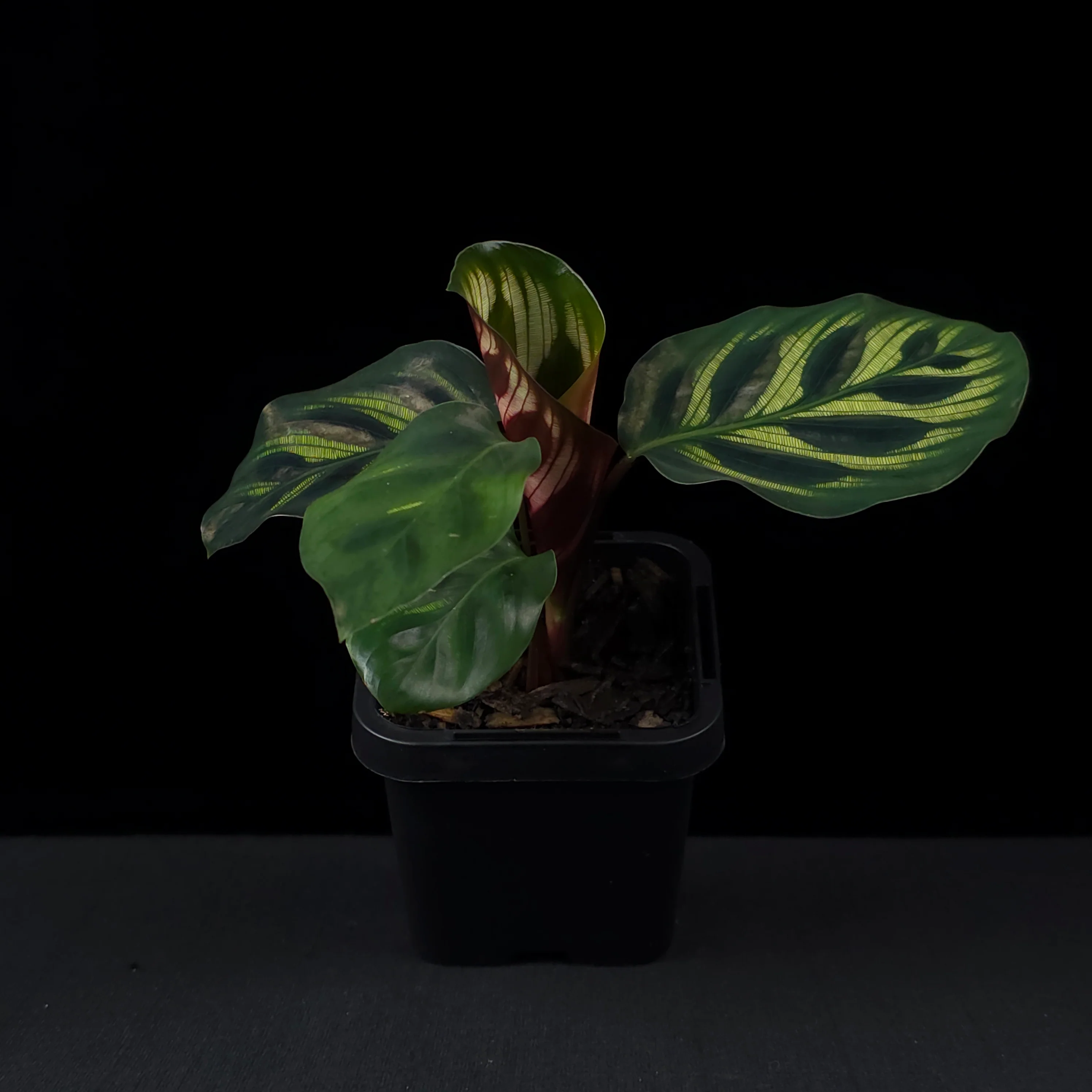 Calathea makoyana - Peacock Plant (syn. Maranta) - Image 3