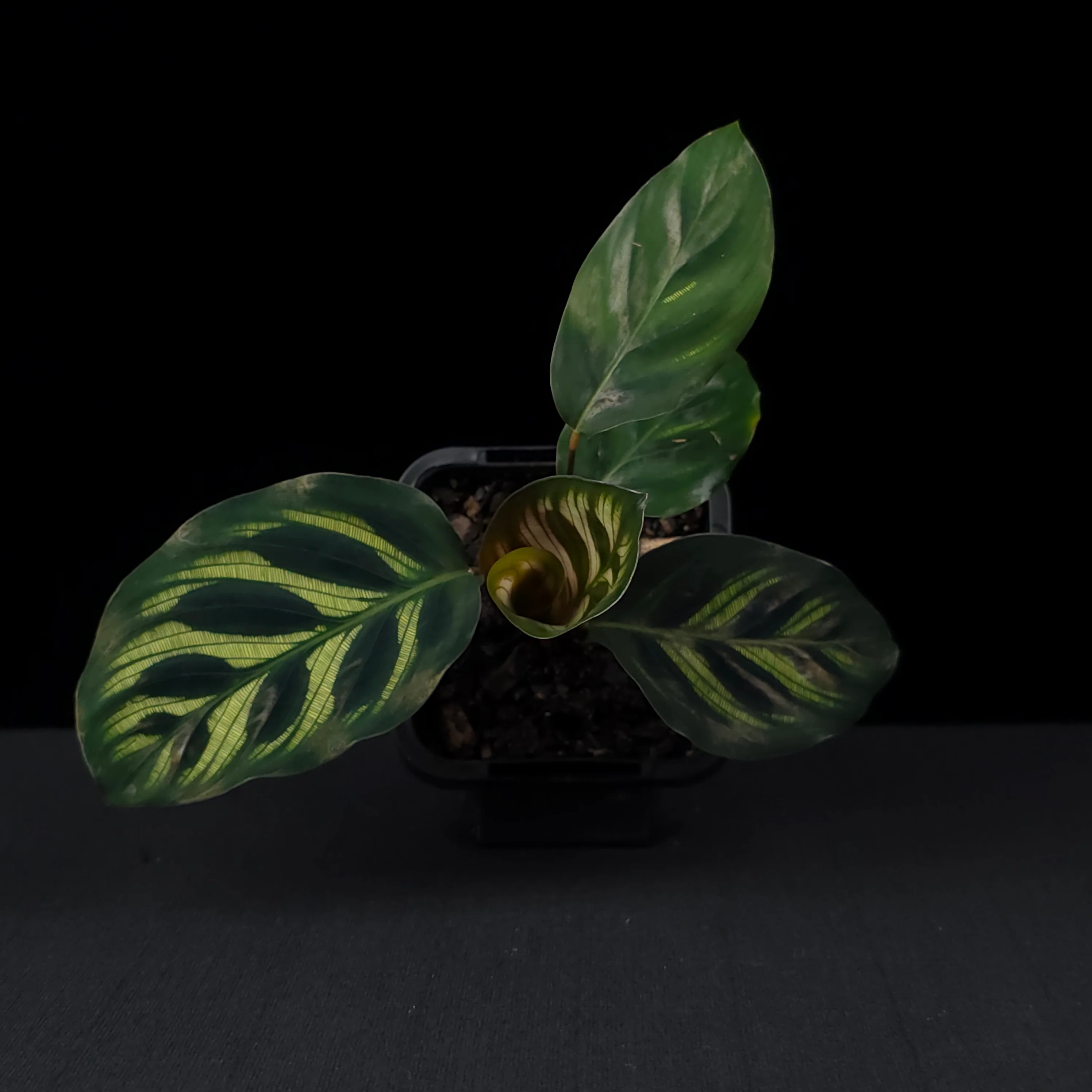 Calathea makoyana - Peacock Plant (syn. Maranta) - Image 4