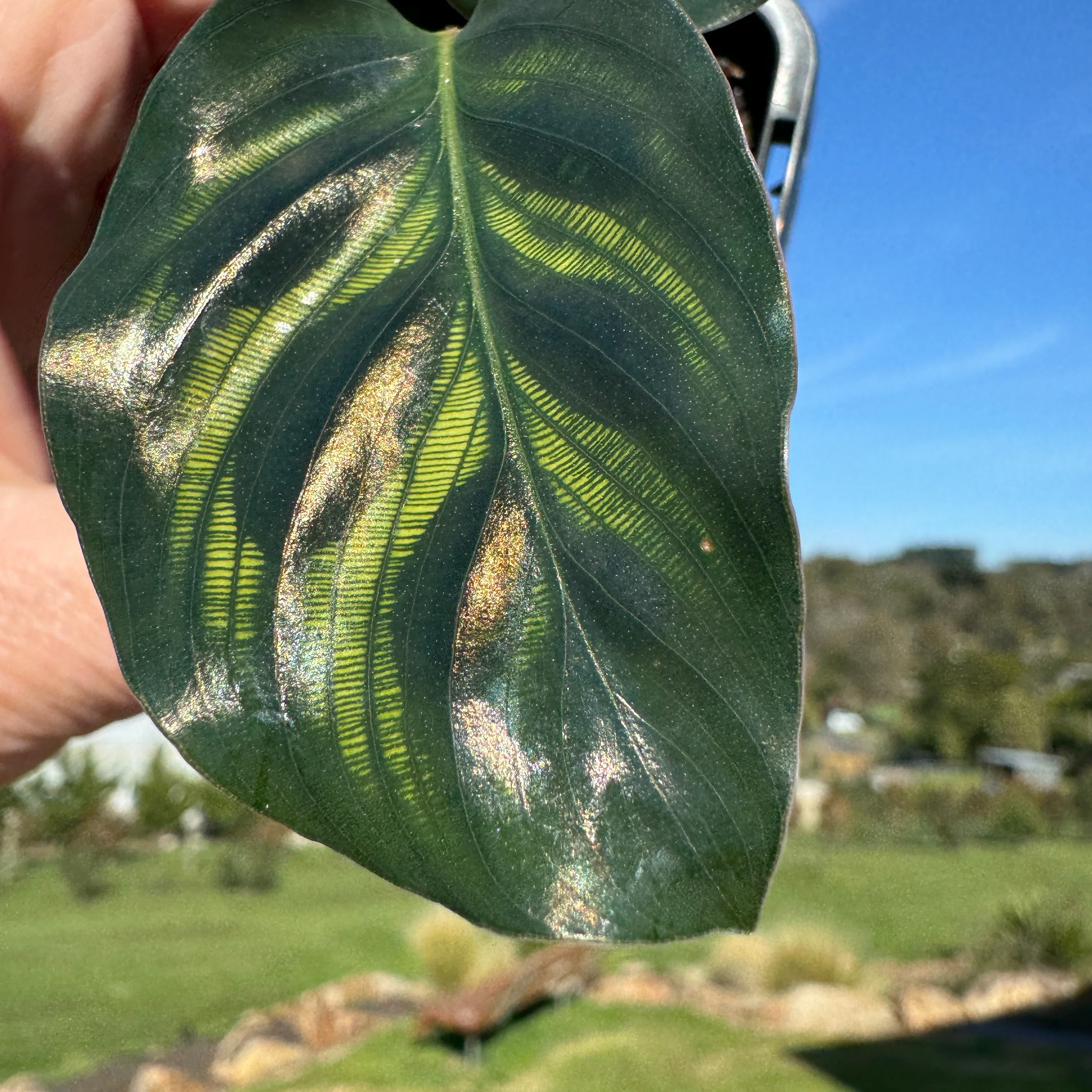 Calathea makoyana - Peacock Plant (syn. Maranta) - Image 6