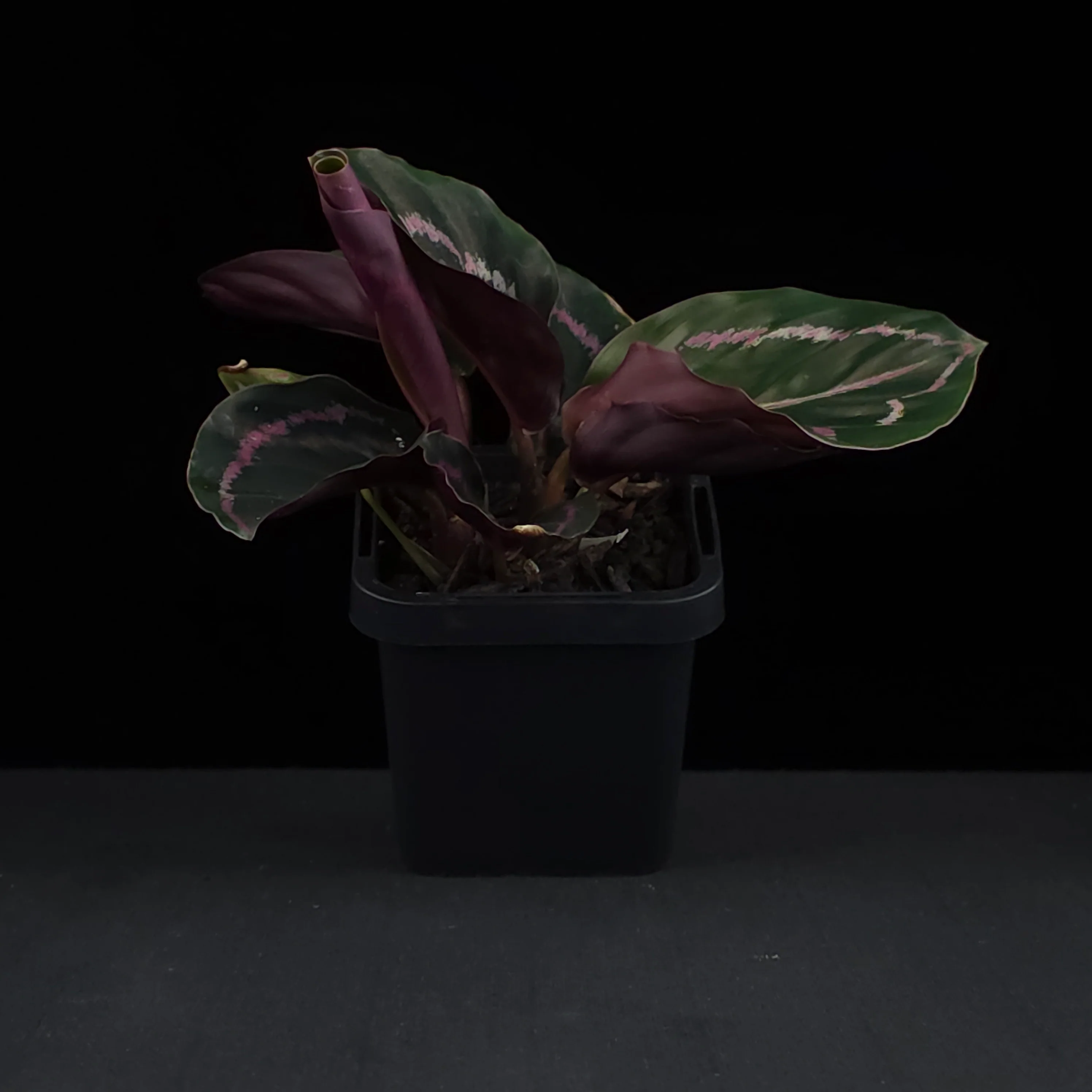 Calathea roseopicta 'Dottie' (Syn. Goeppertia) - Image 3