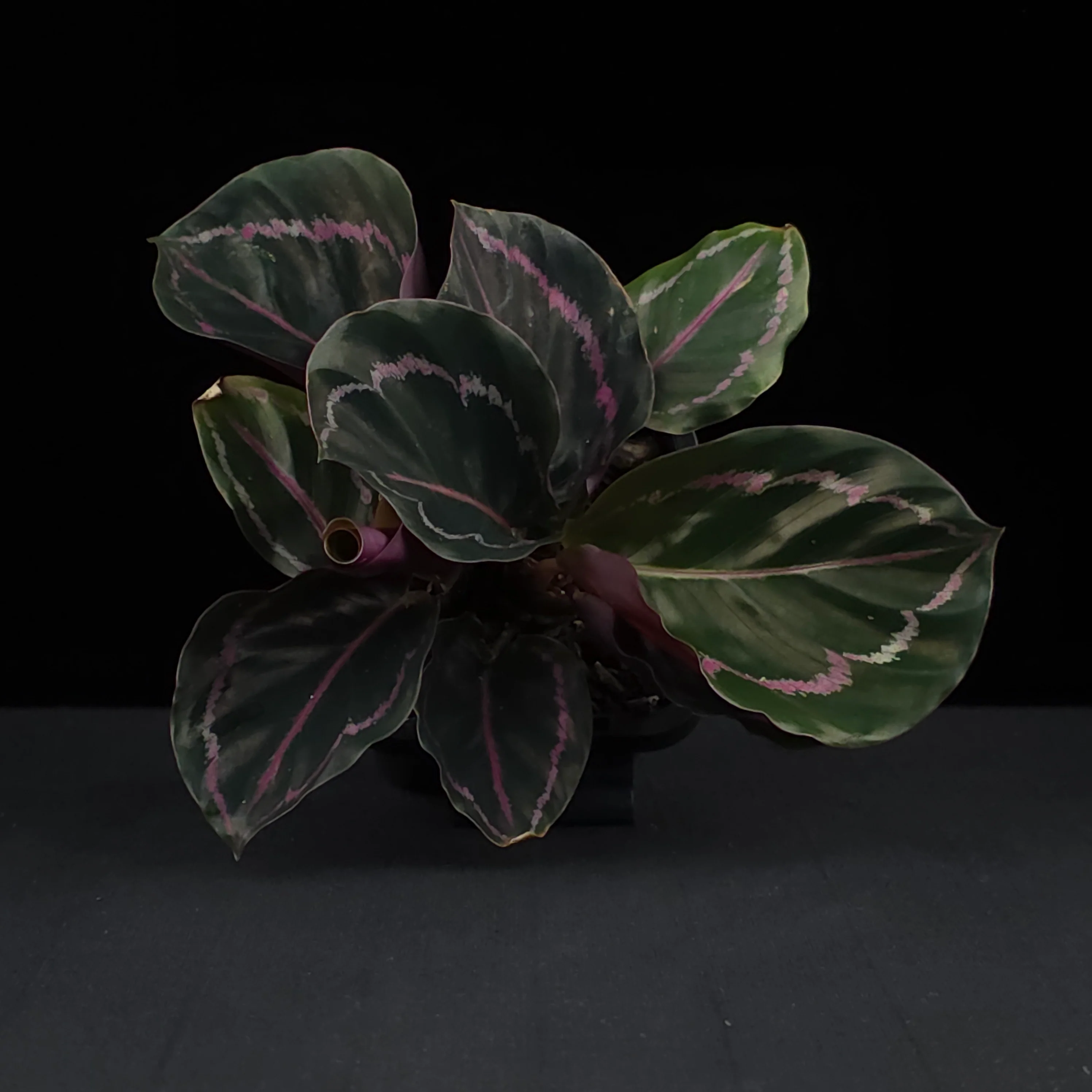 Calathea roseopicta 'Dottie' (Syn. Goeppertia) - Image 4