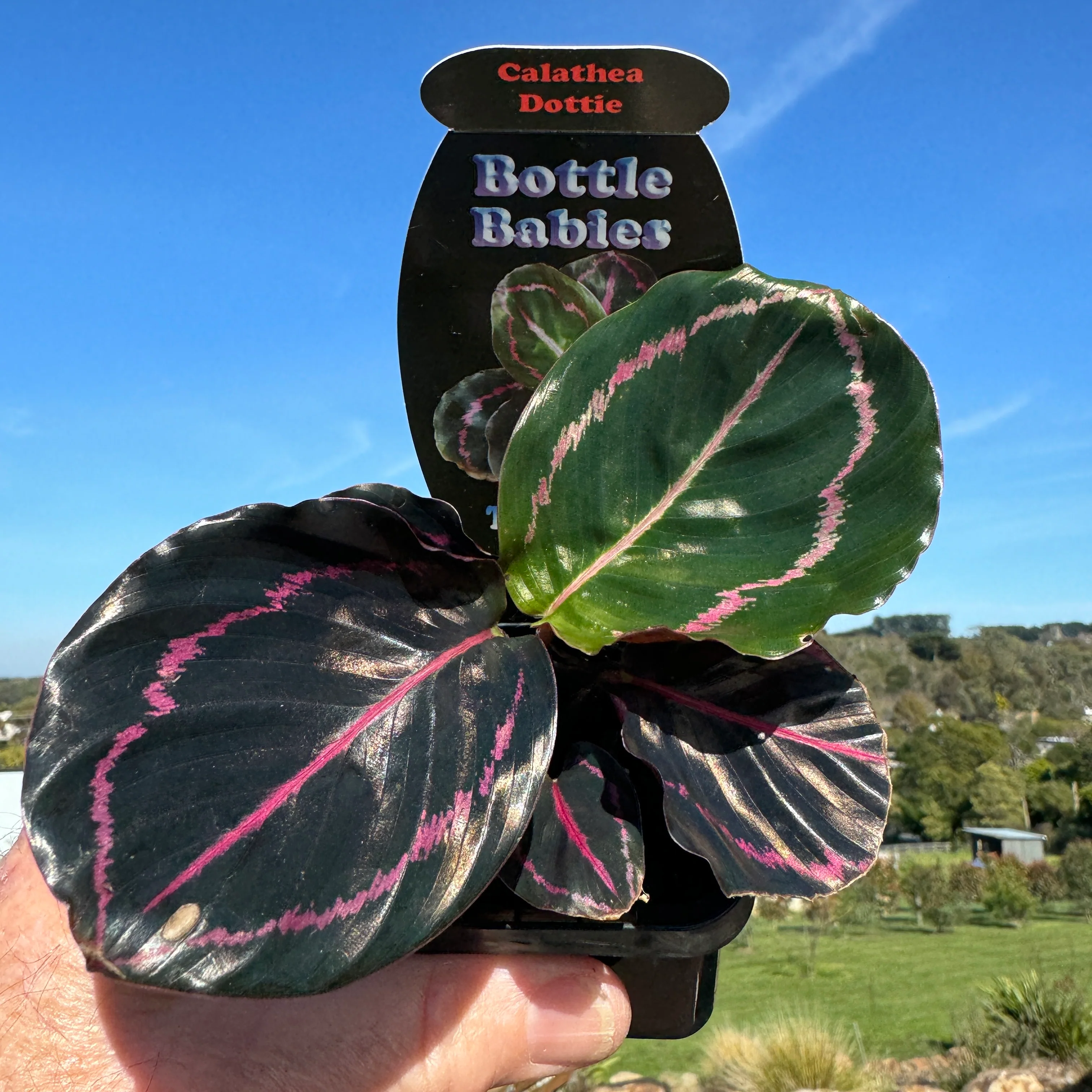 Calathea roseopicta 'Dottie' (Syn. Goeppertia) - Image 5