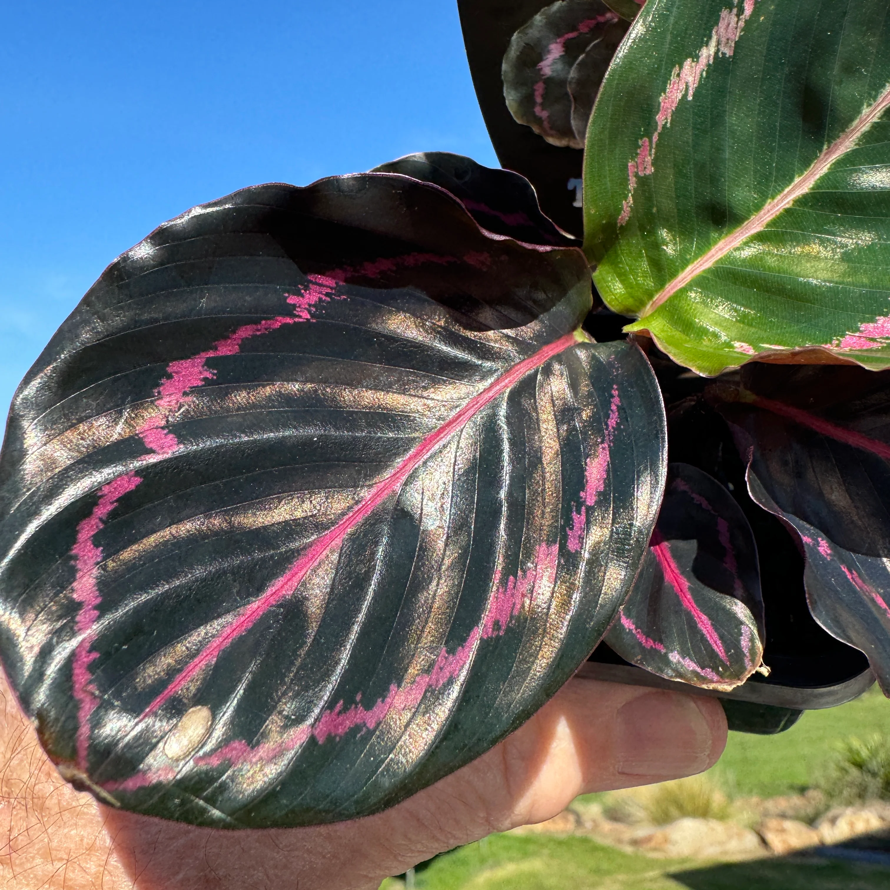 Calathea roseopicta 'Dottie' (Syn. Goeppertia) - Image 6