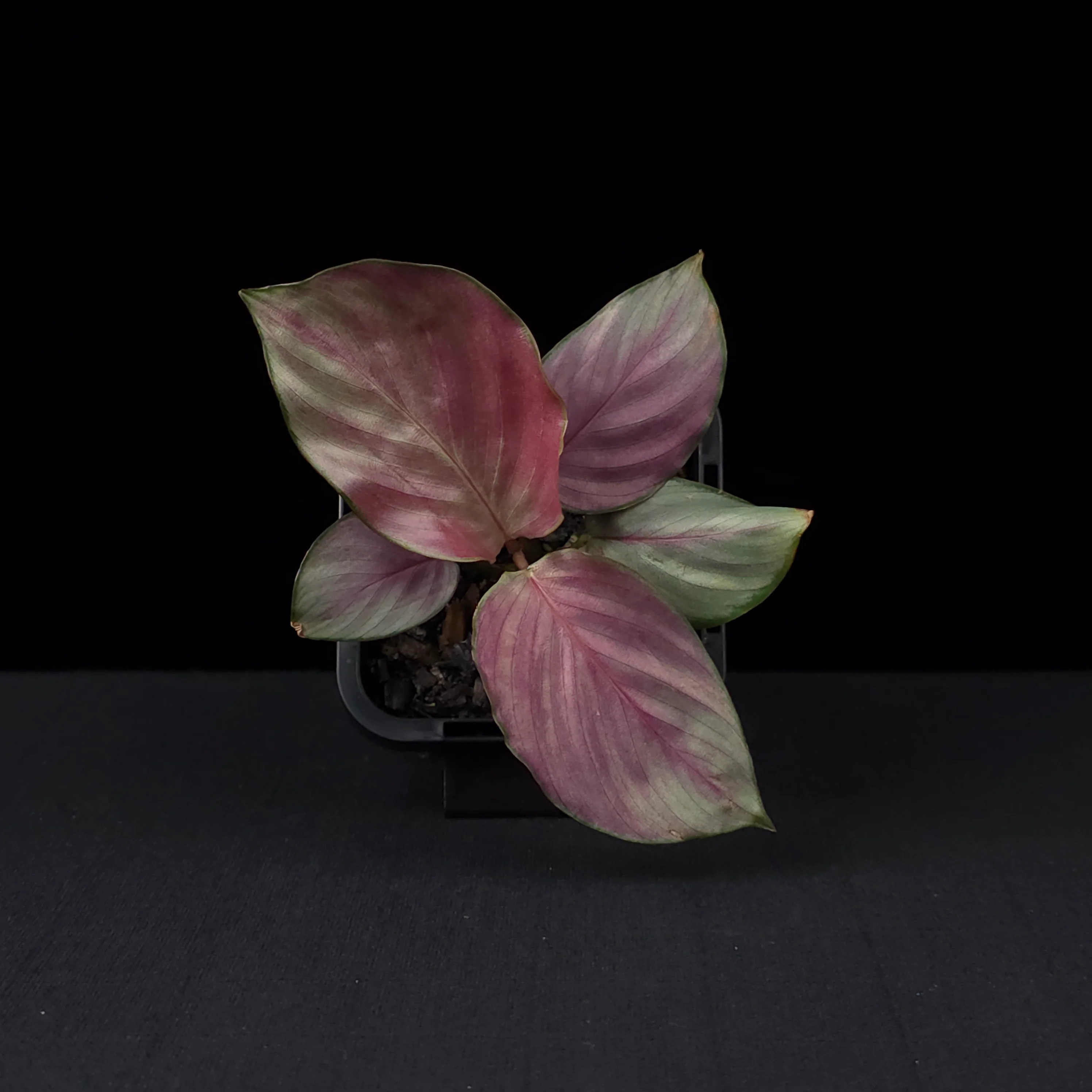 Calathea roseopicta 'Silver Plate' (syn. Geoppertia) - Image 3