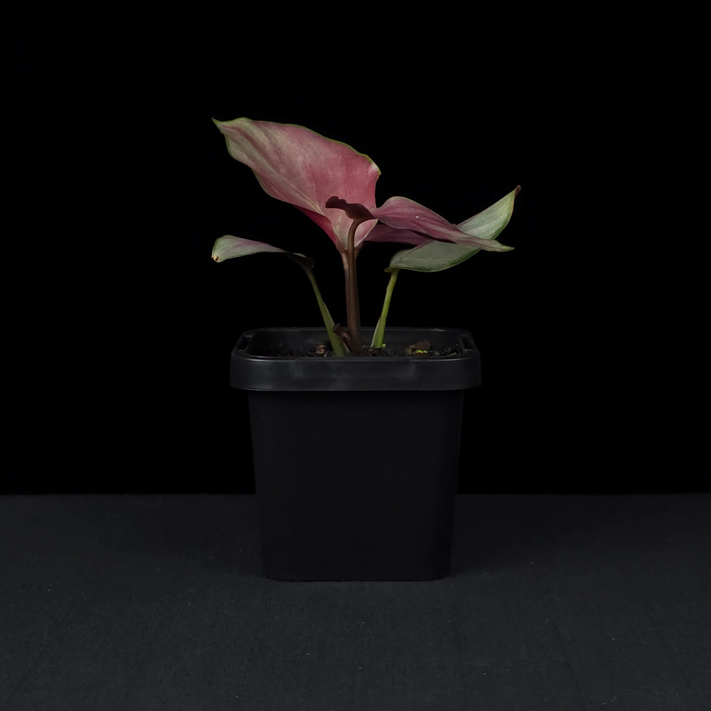 Calathea roseopicta 'Silver Plate' (syn. Geoppertia) - Image 4