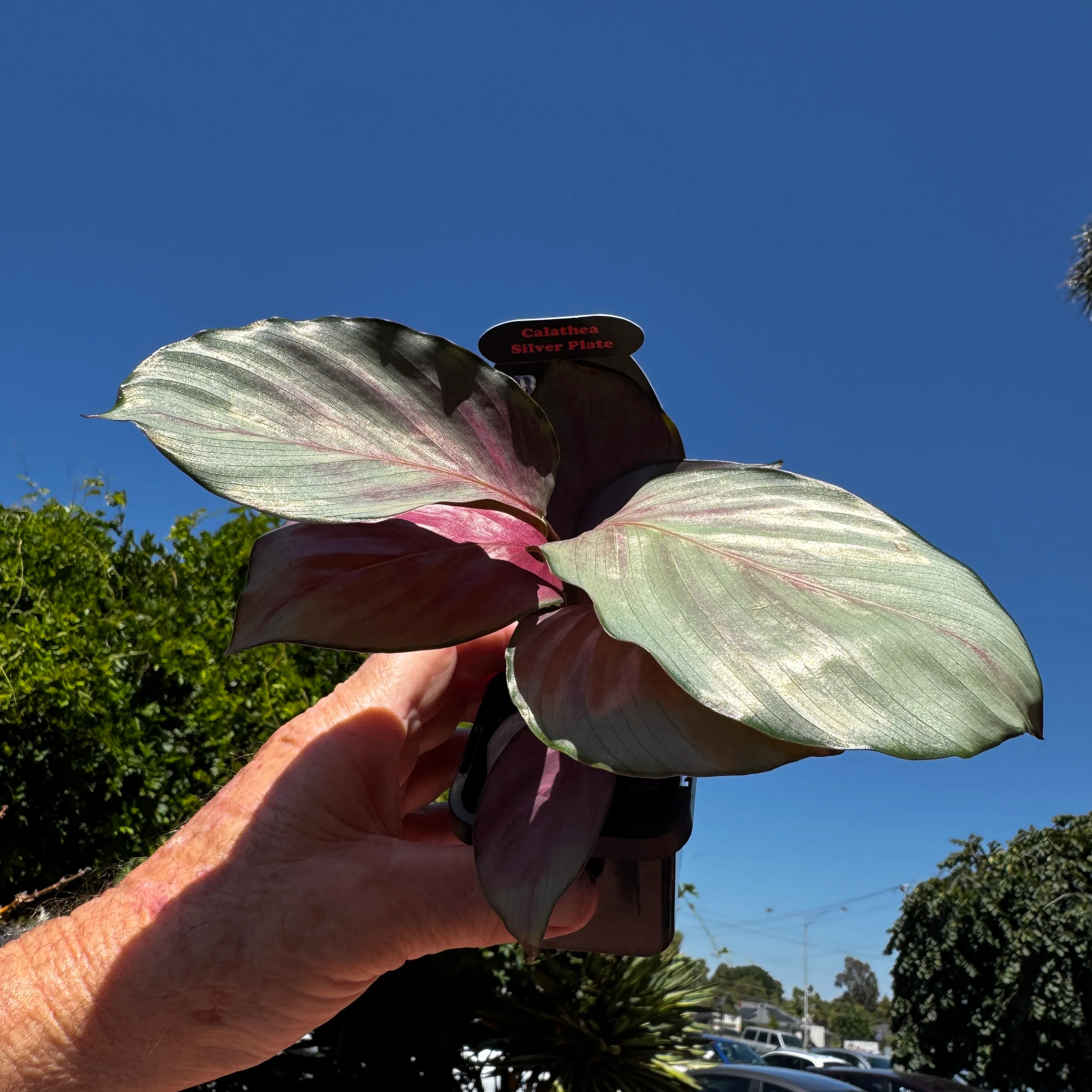 Calathea roseopicta 'Silver Plate' (syn. Geoppertia) - Image 6