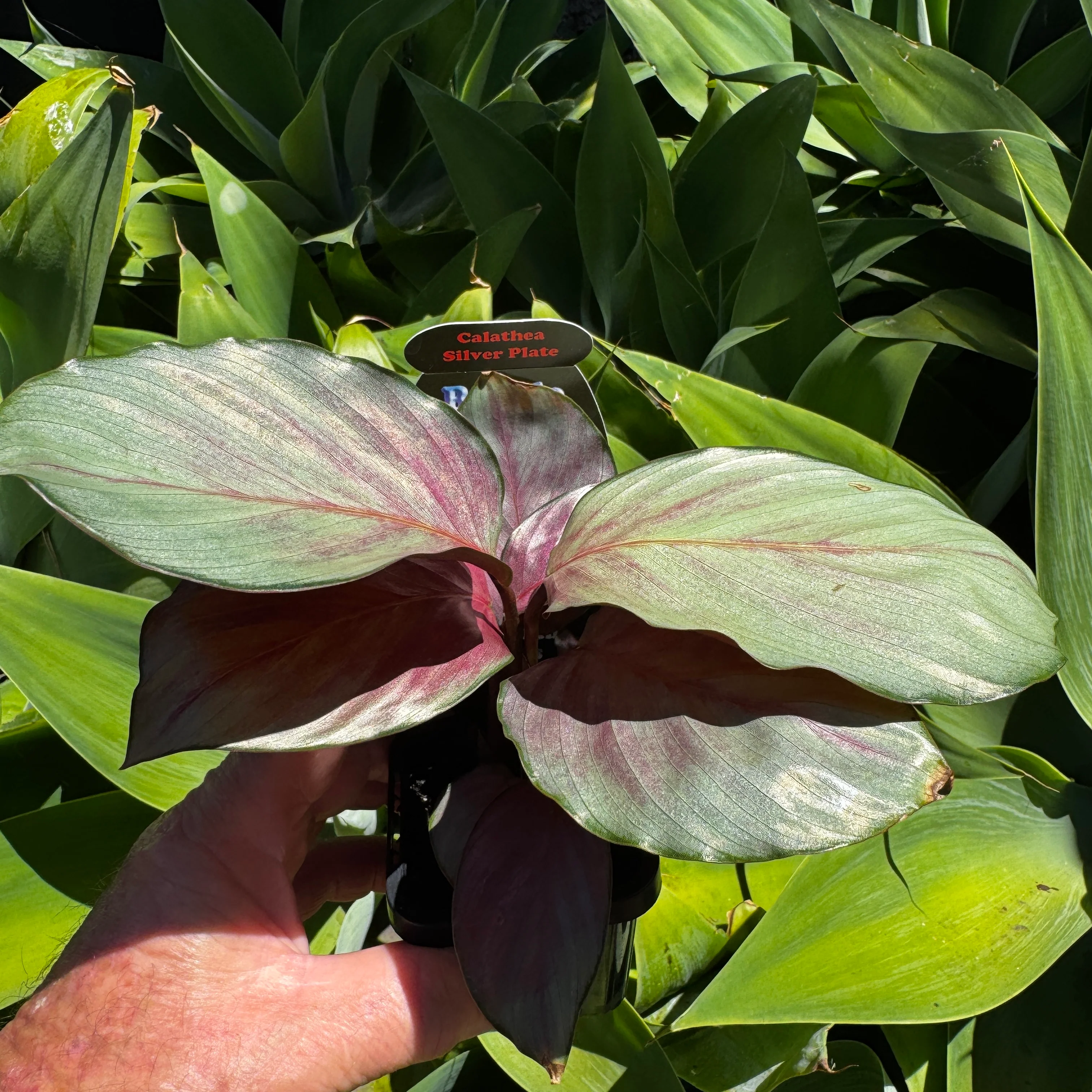 Calathea roseopicta 'Silver Plate' (syn. Geoppertia) - Image 7