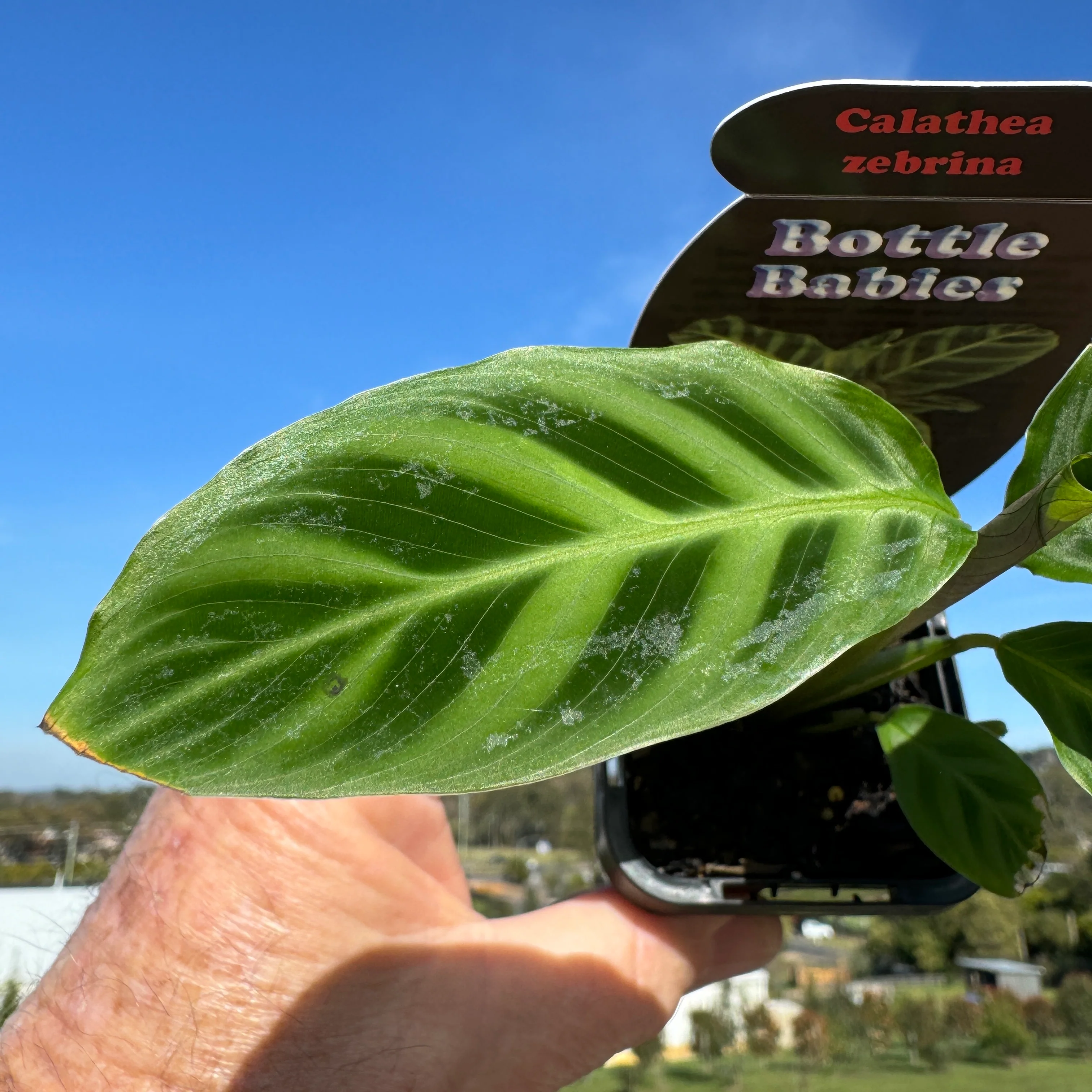 Calathea zebrina - Image 6