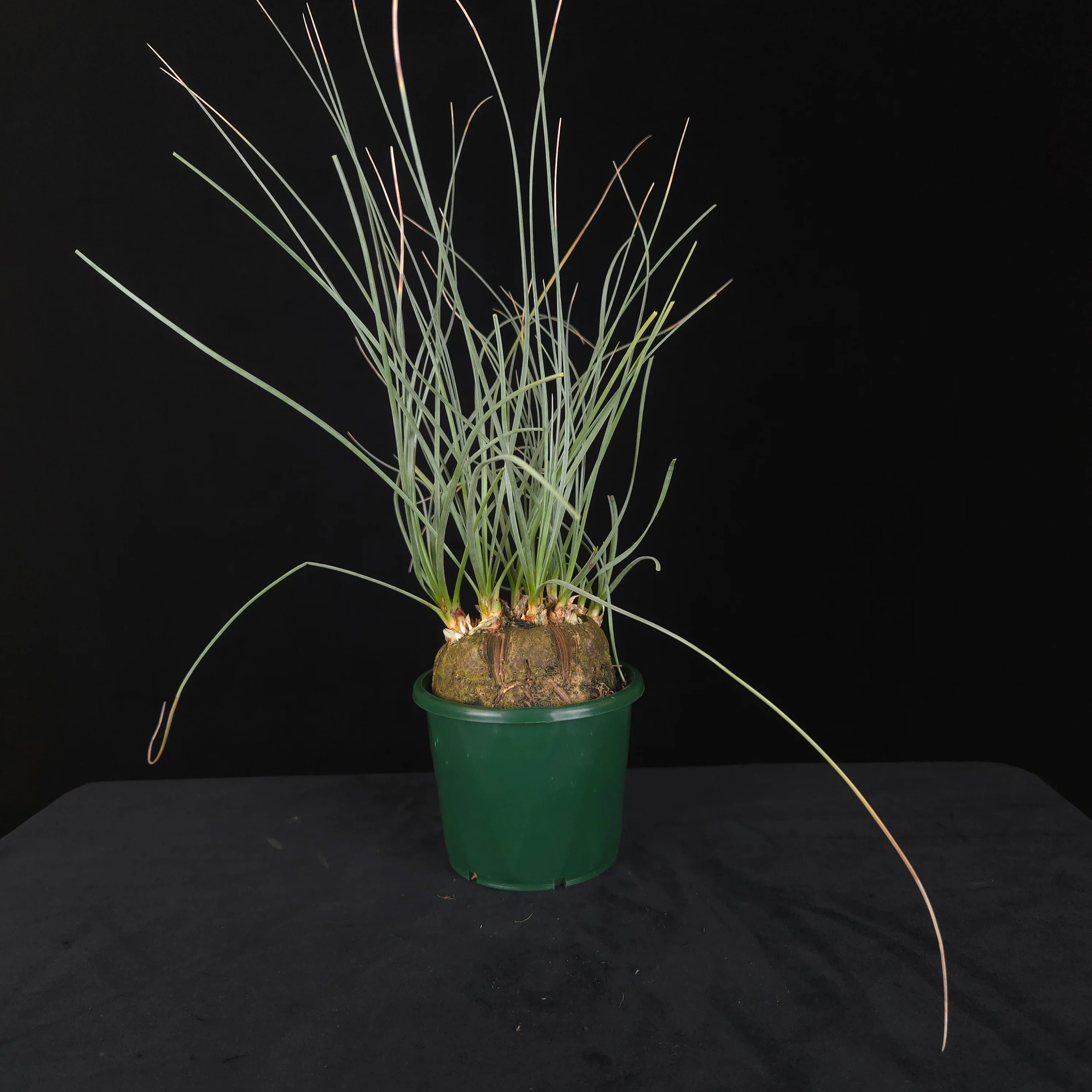 Calibanus hookeri – Caudiciform Collector Plant (One-Off Specimens) - Image 2