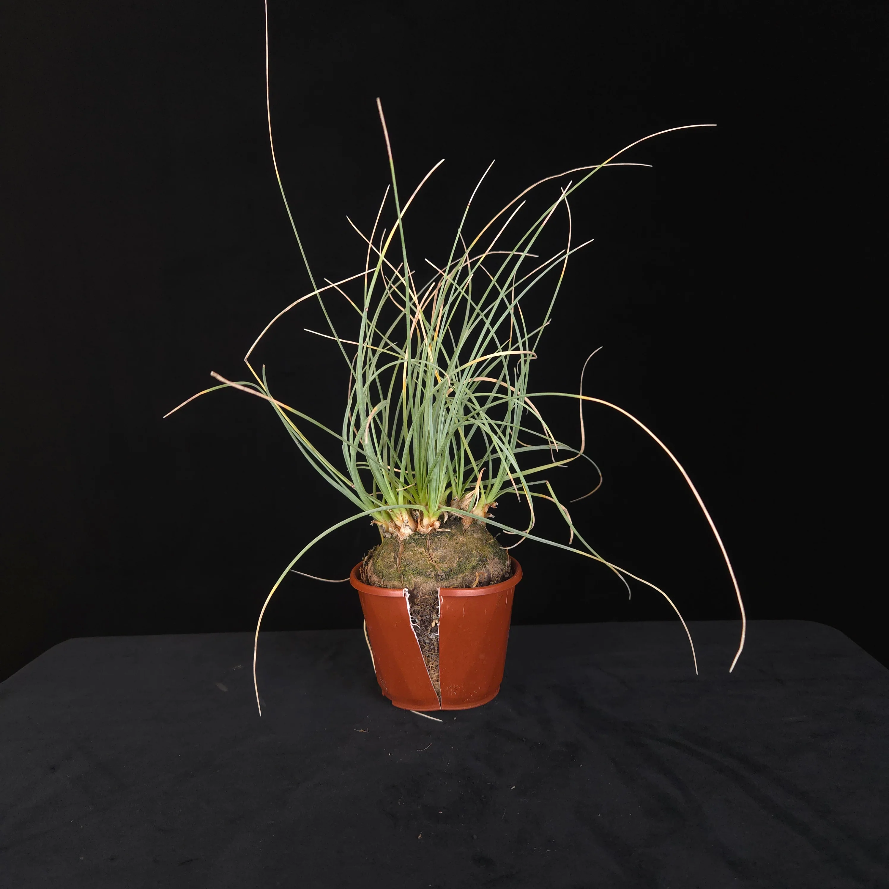 Calibanus hookeri – Caudiciform Collector Plant (One-Off Specimens) - Image 3