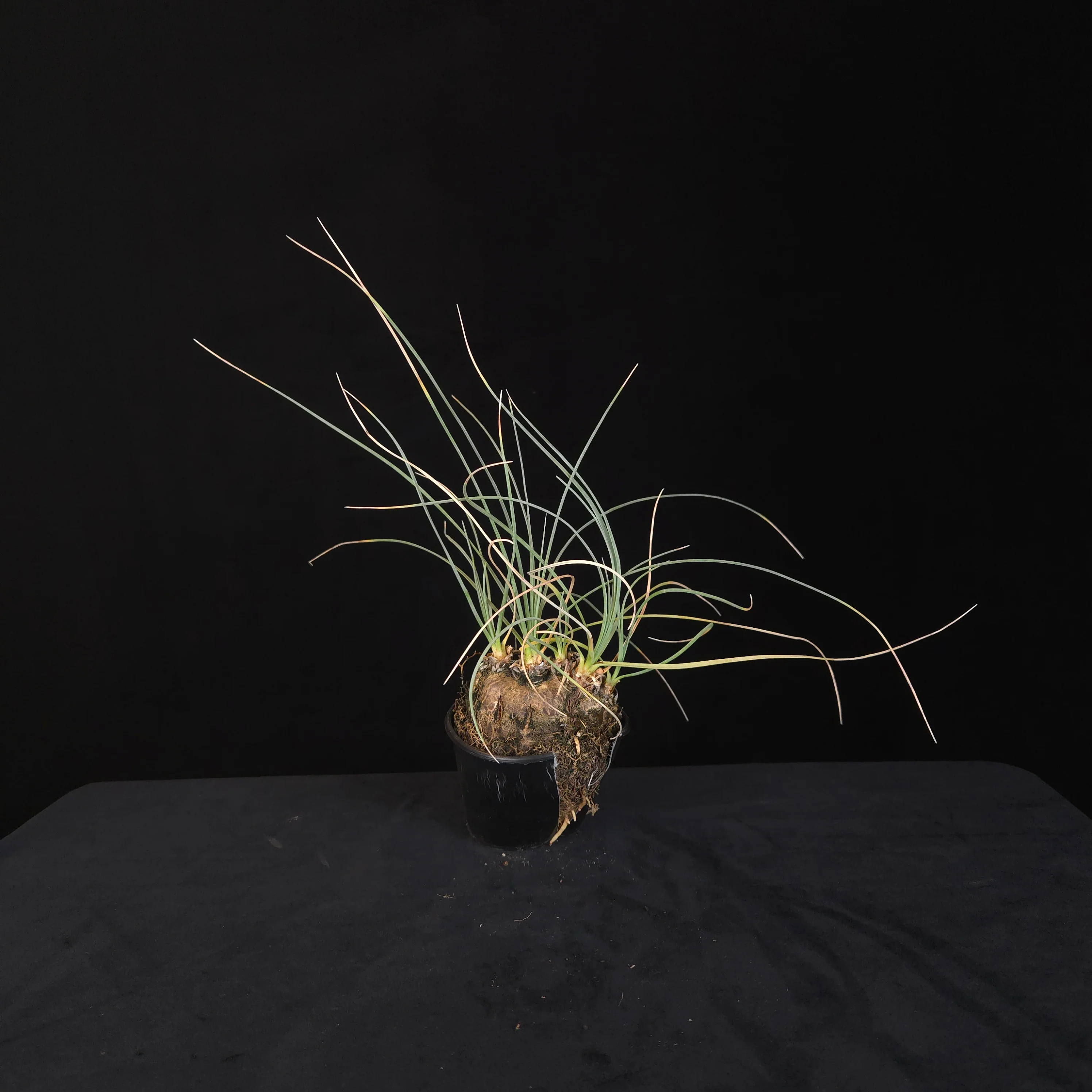 Calibanus hookeri – Caudiciform Collector Plant (One-Off Specimens) - Image 4