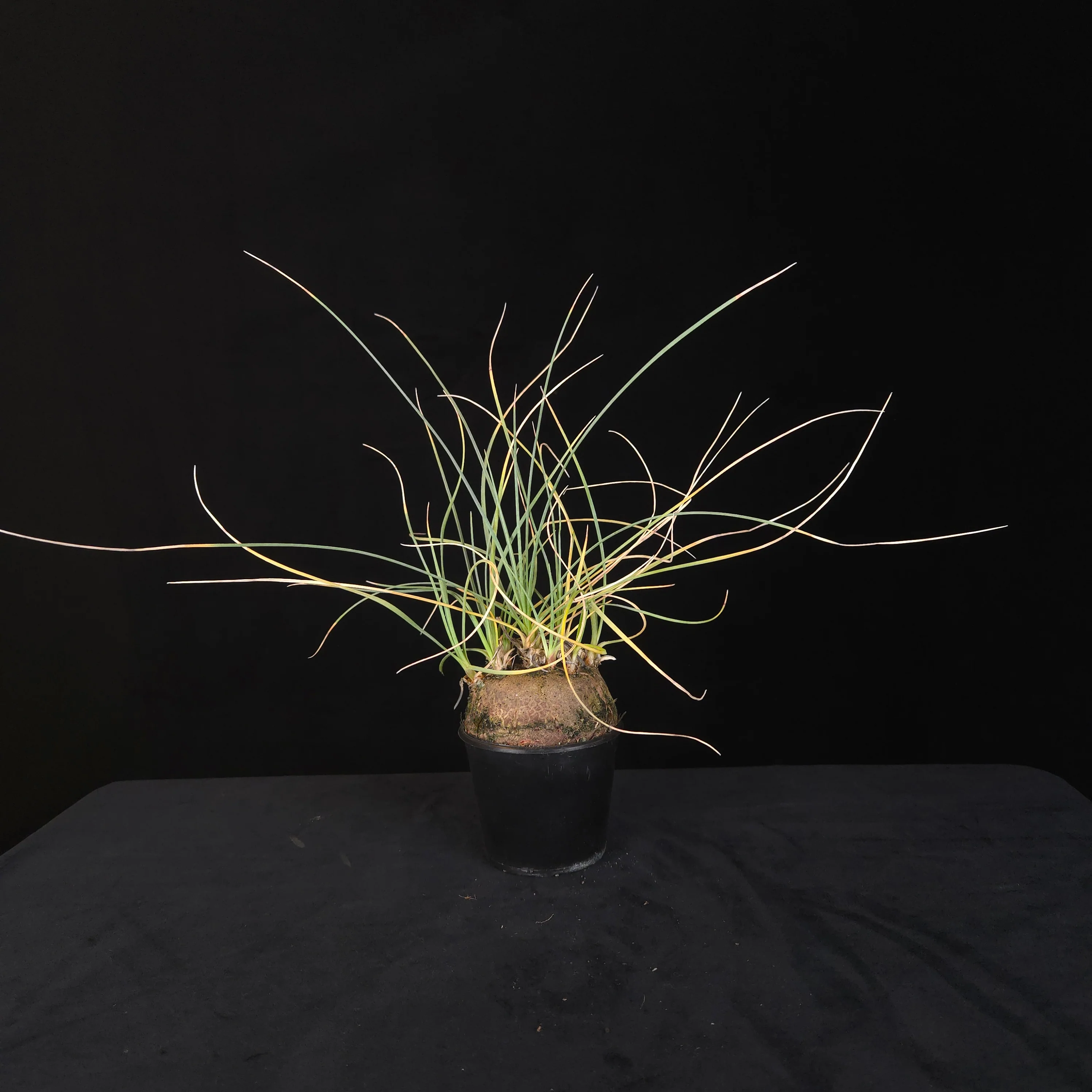 Calibanus hookeri – Caudiciform Collector Plant (One-Off Specimens) - Image 5