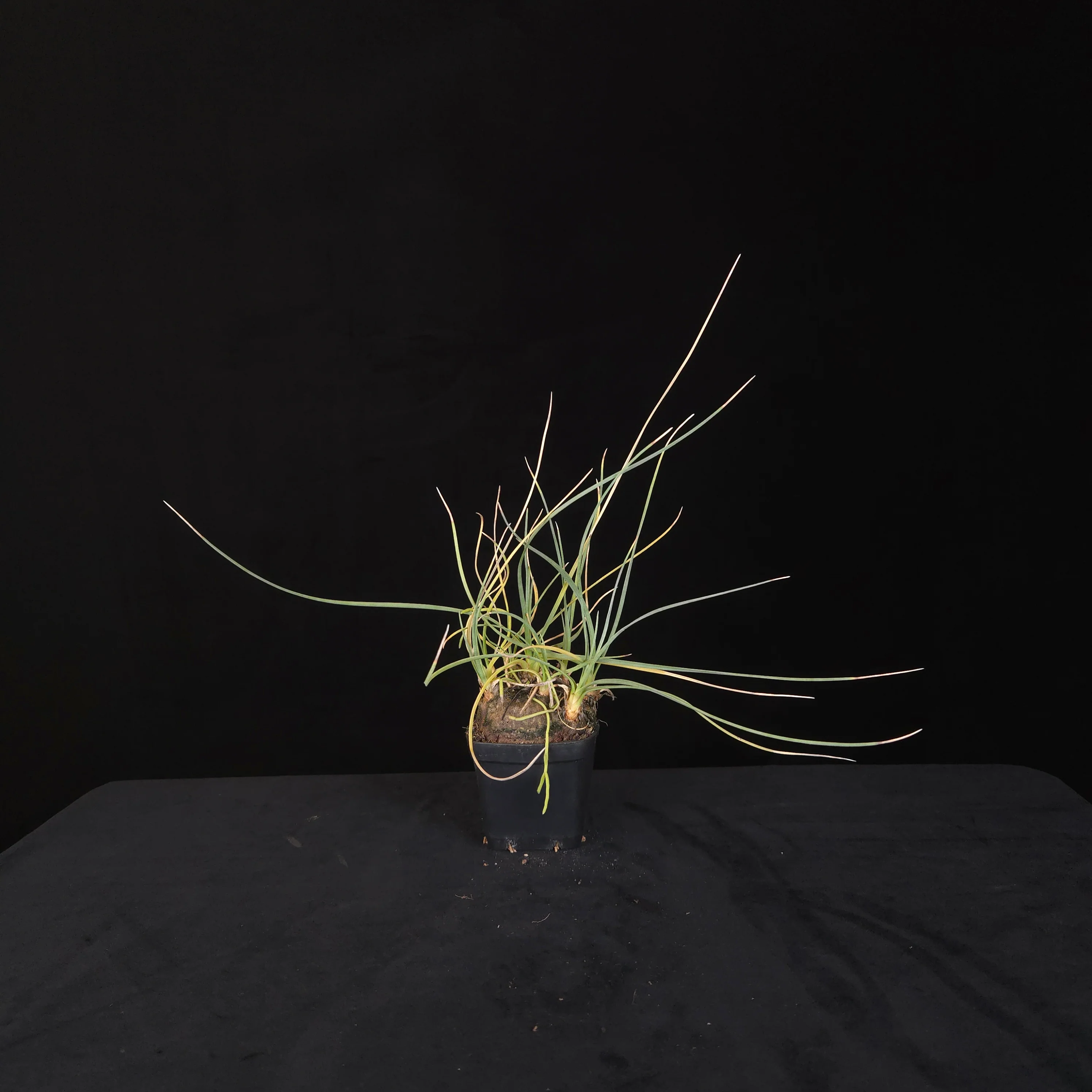 Calibanus hookeri – Caudiciform Collector Plant (One-Off Specimens) - Image 9
