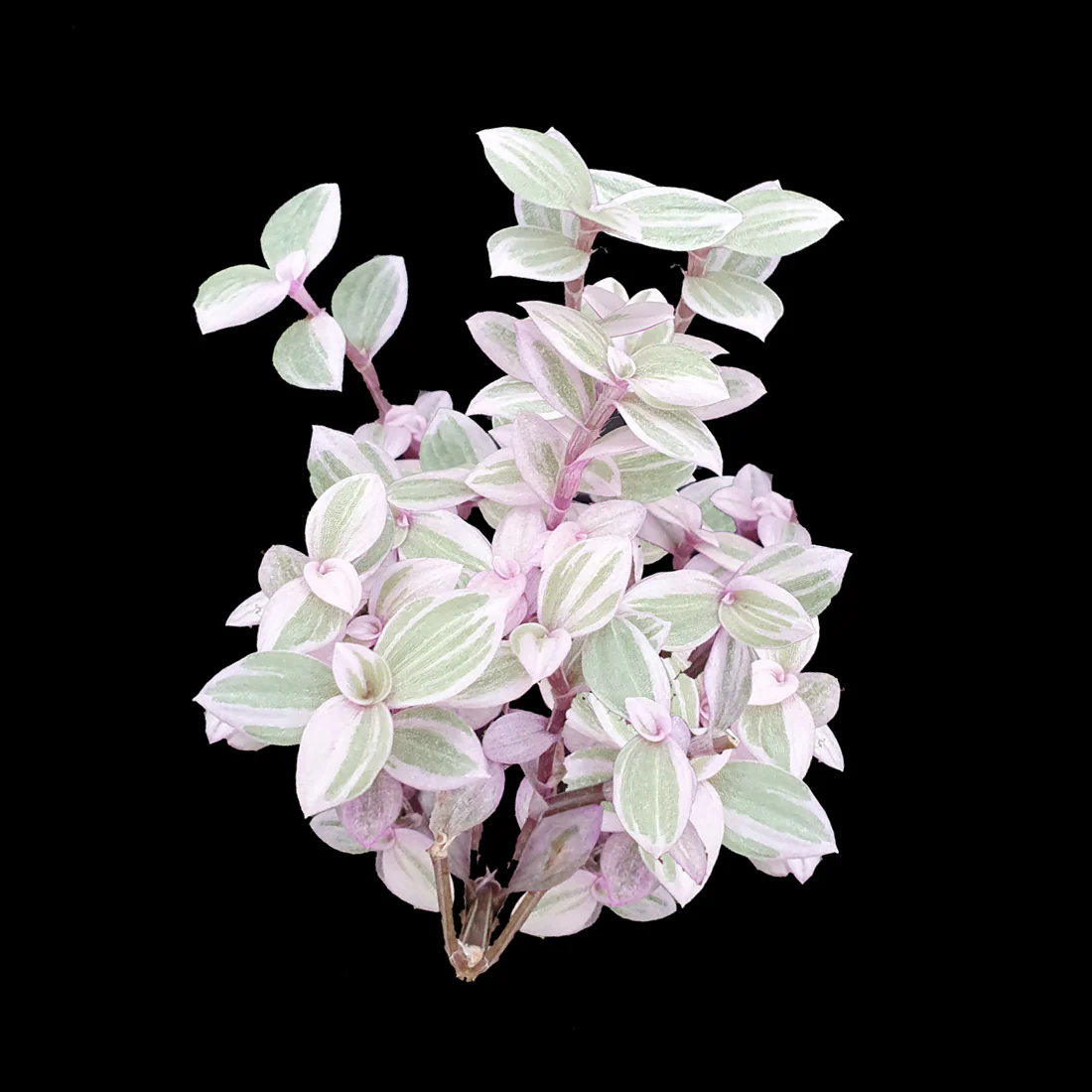 Callisia repens 'Pink Lady' - Pink Panther Plant (WA Prohibited)