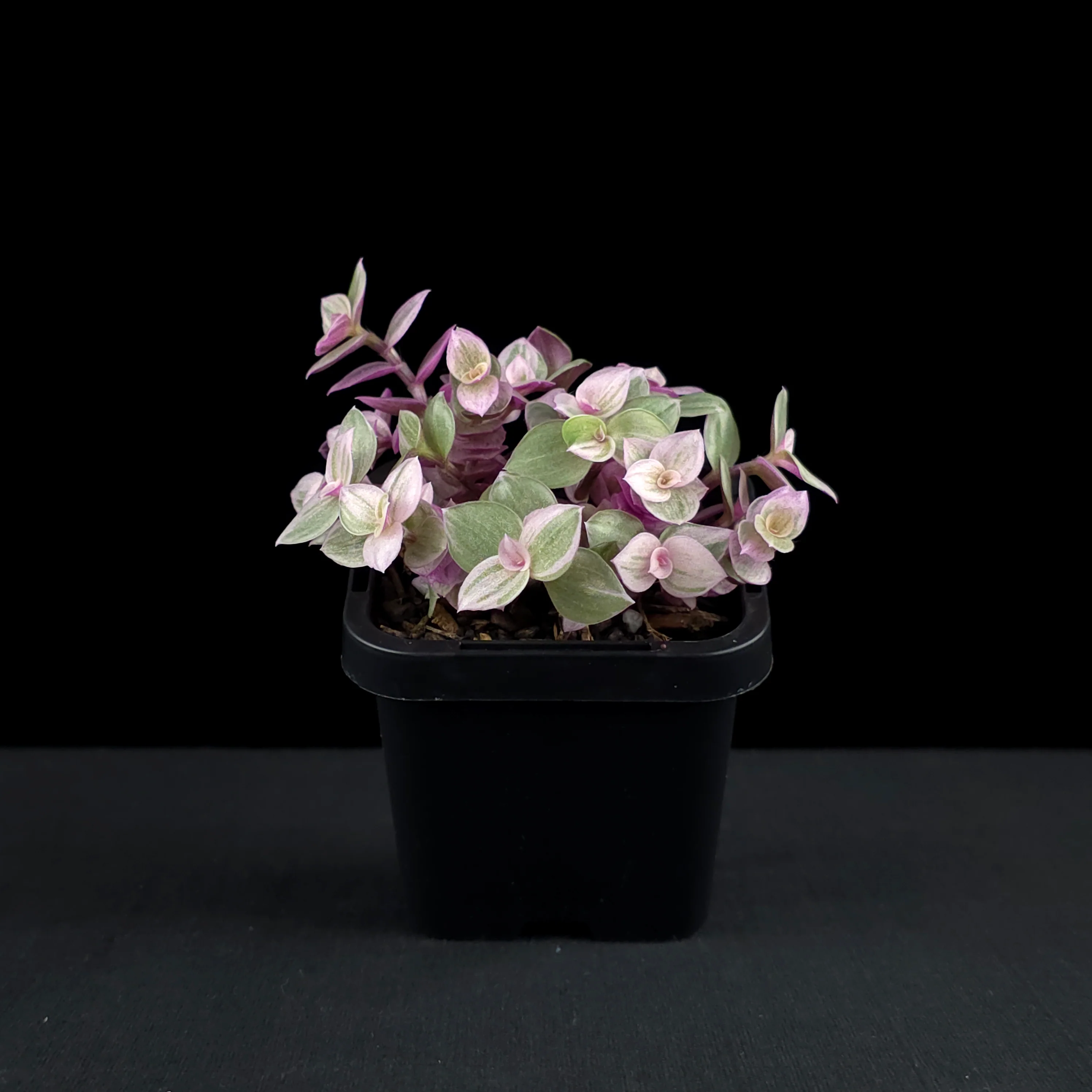 Callisia repens 'Pink Lady' - Pink Panther Plant (WA Prohibited) - Image 2