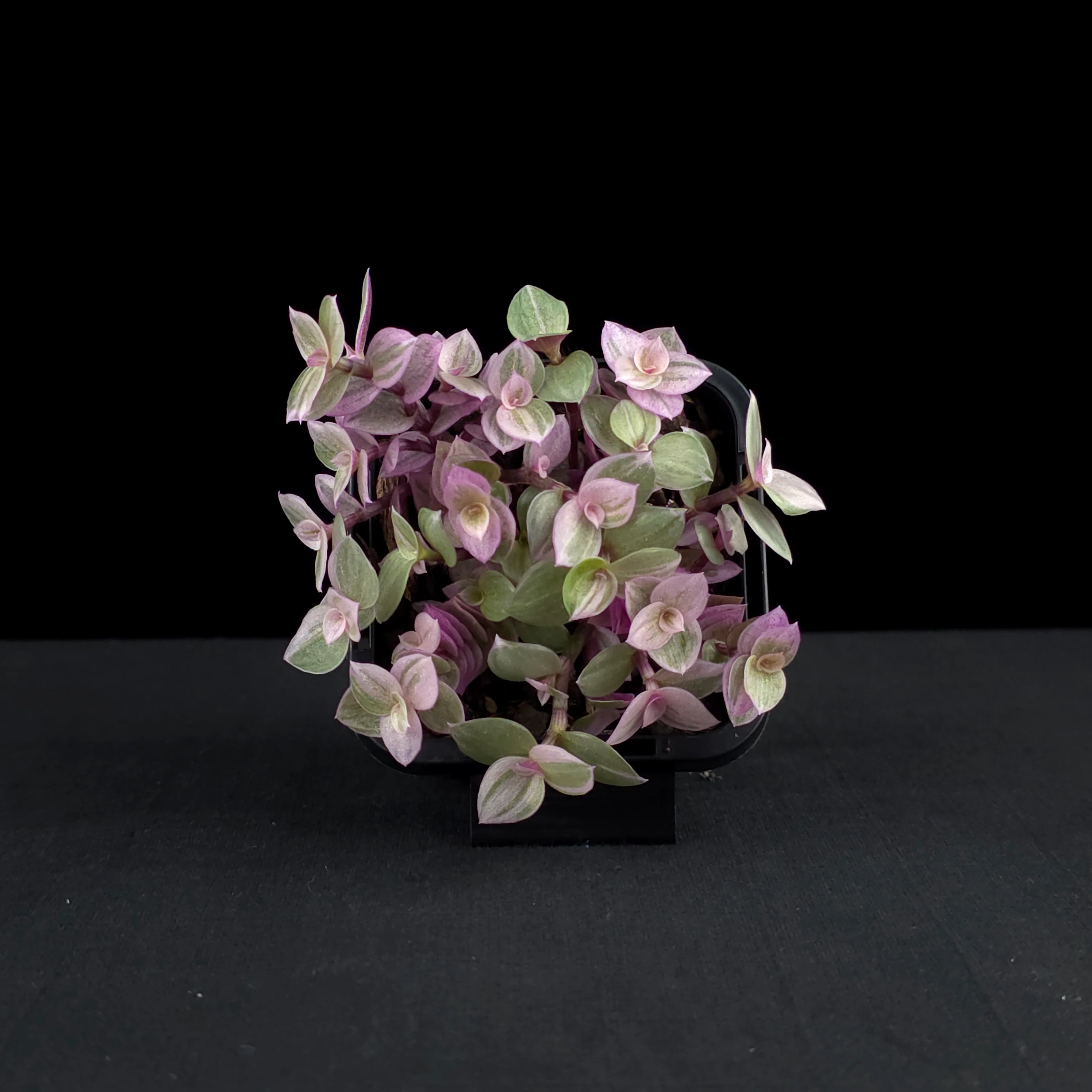 Callisia repens 'Pink Lady' - Pink Panther Plant (WA Prohibited) - Image 3