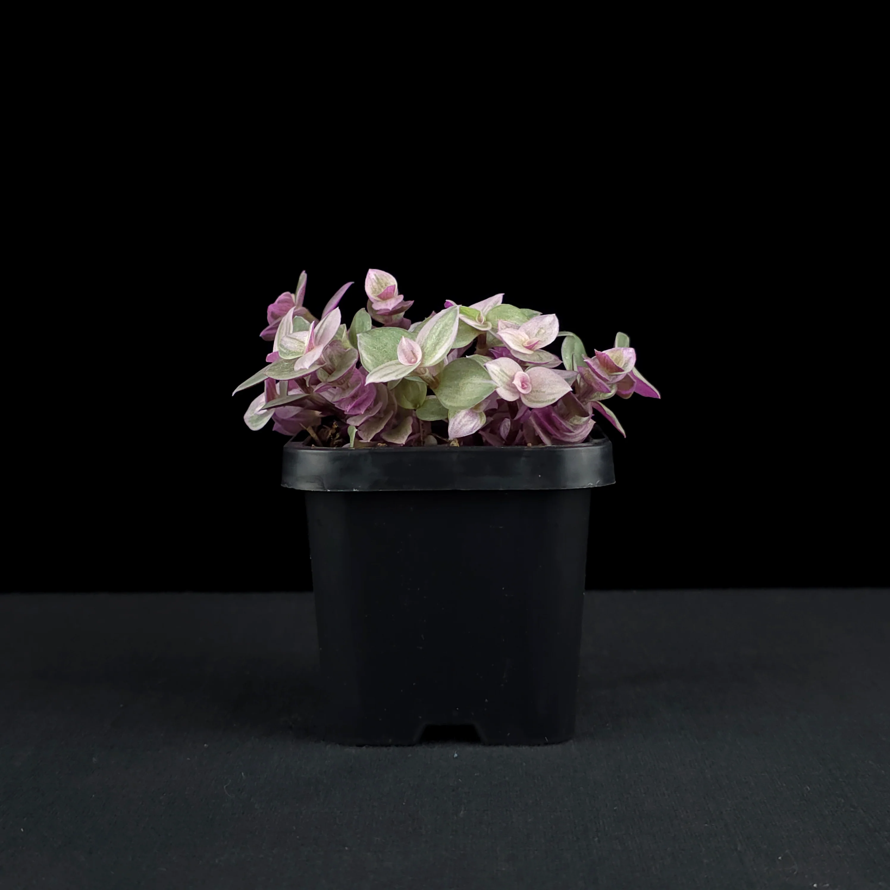 Callisia repens 'Pink Lady' - Pink Panther Plant (WA Prohibited) - Image 4