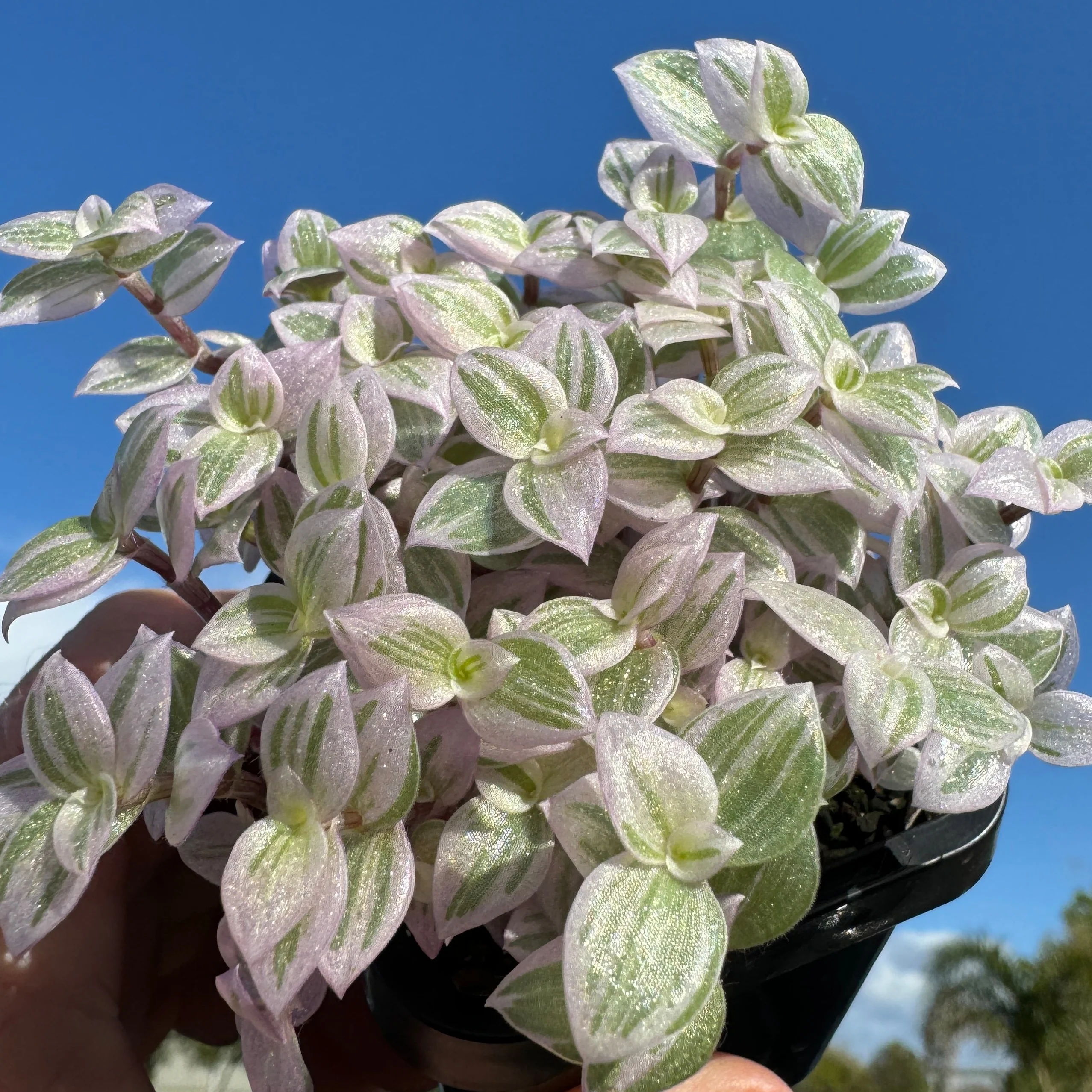 Callisia repens 'Pink Lady' - Pink Panther Plant (WA Prohibited) - Image 5