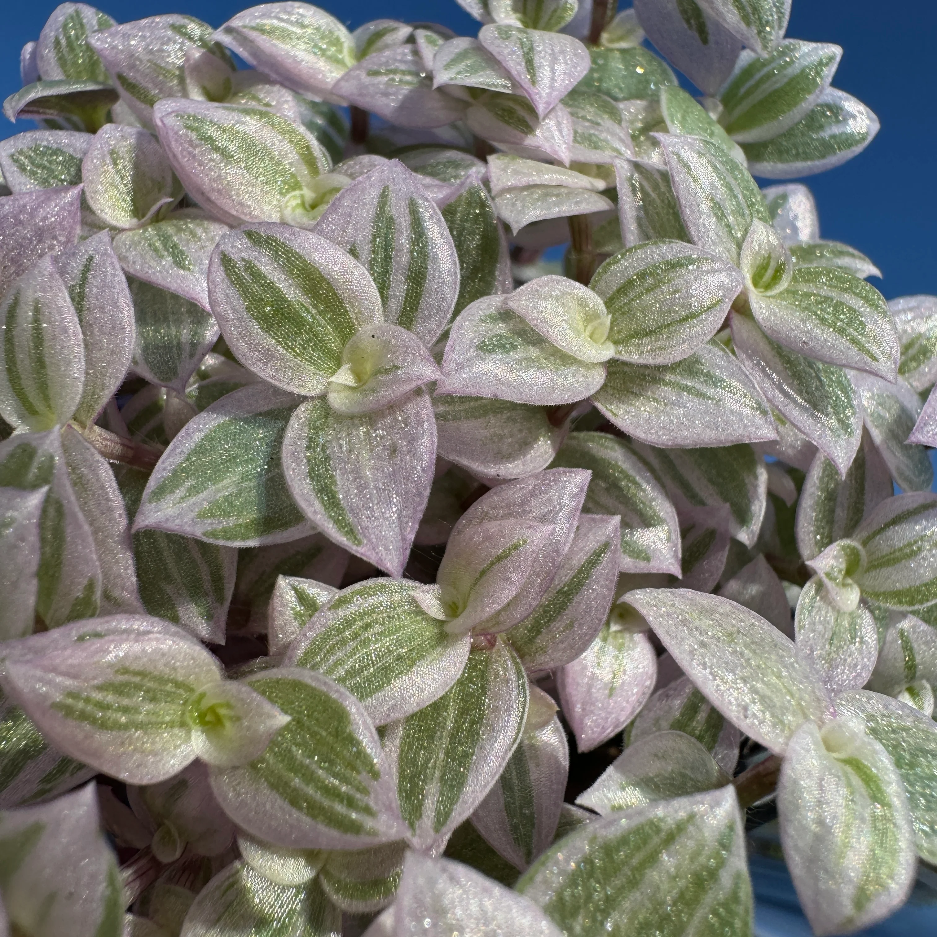 Callisia repens 'Pink Lady' - Pink Panther Plant (WA Prohibited) - Image 6