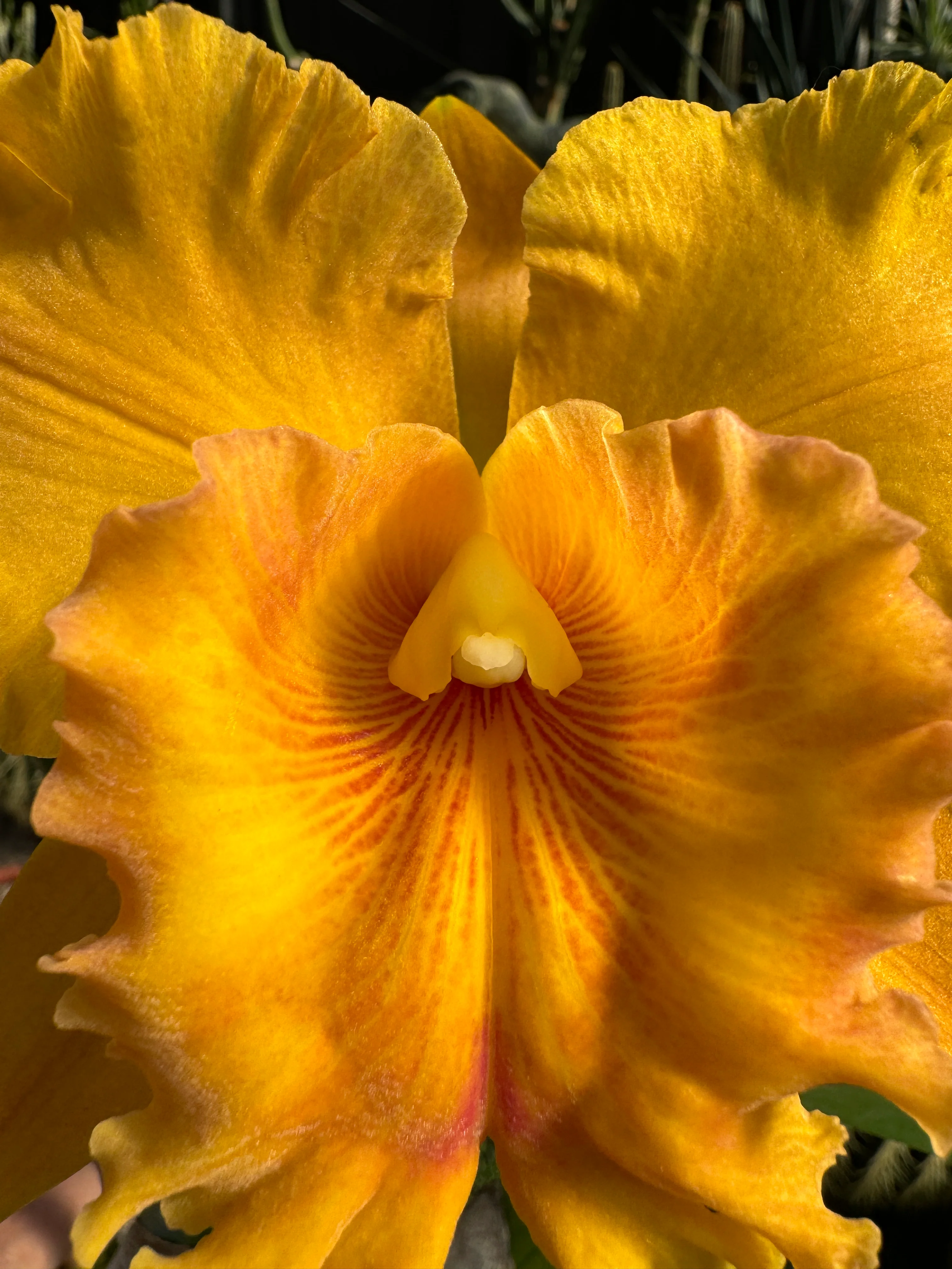 Cattleya Alliance Blc. Thongsupan Gold #2' - Image 2