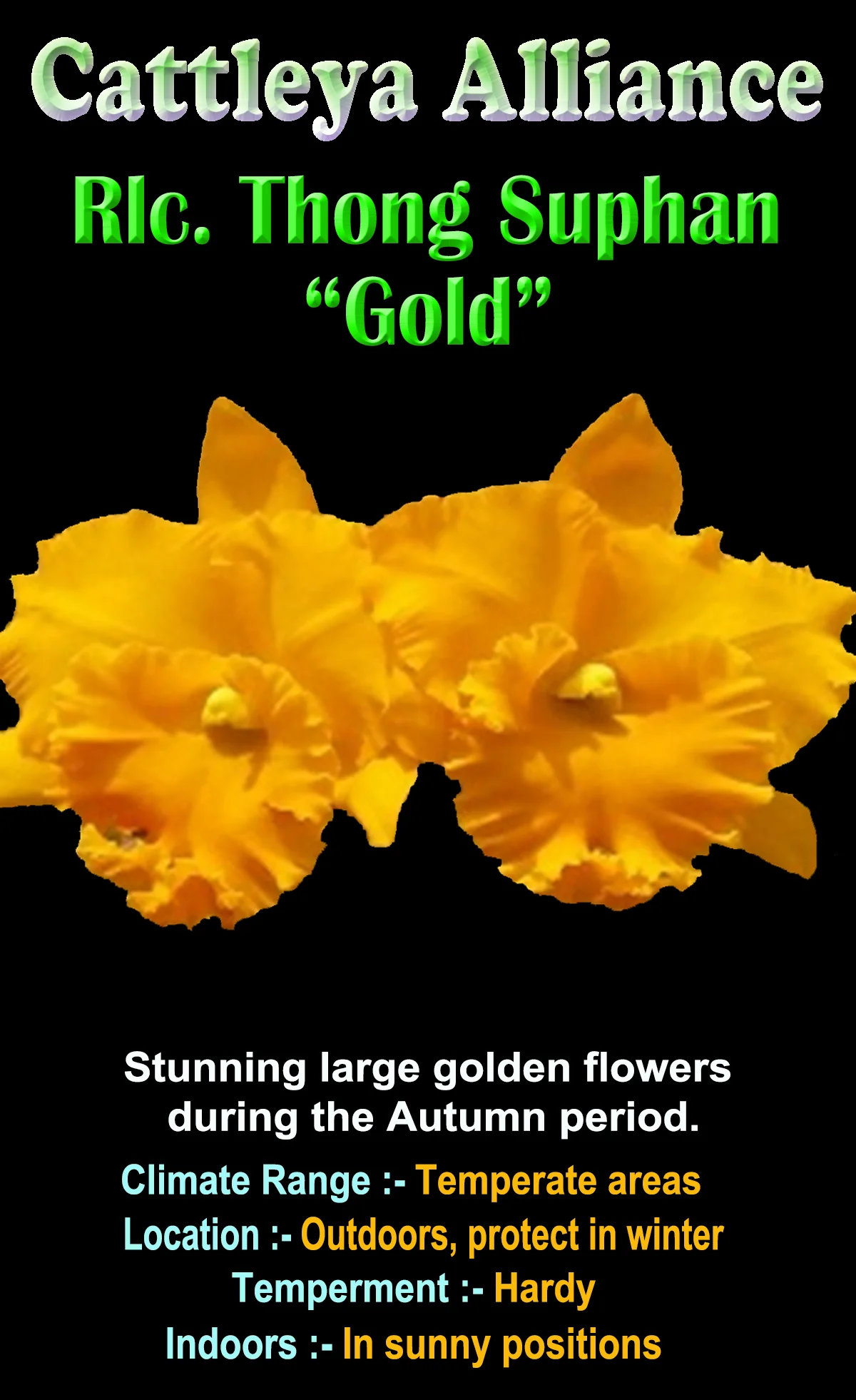 Cattleya Alliance Blc. Thongsupan Gold #2' - Image 3