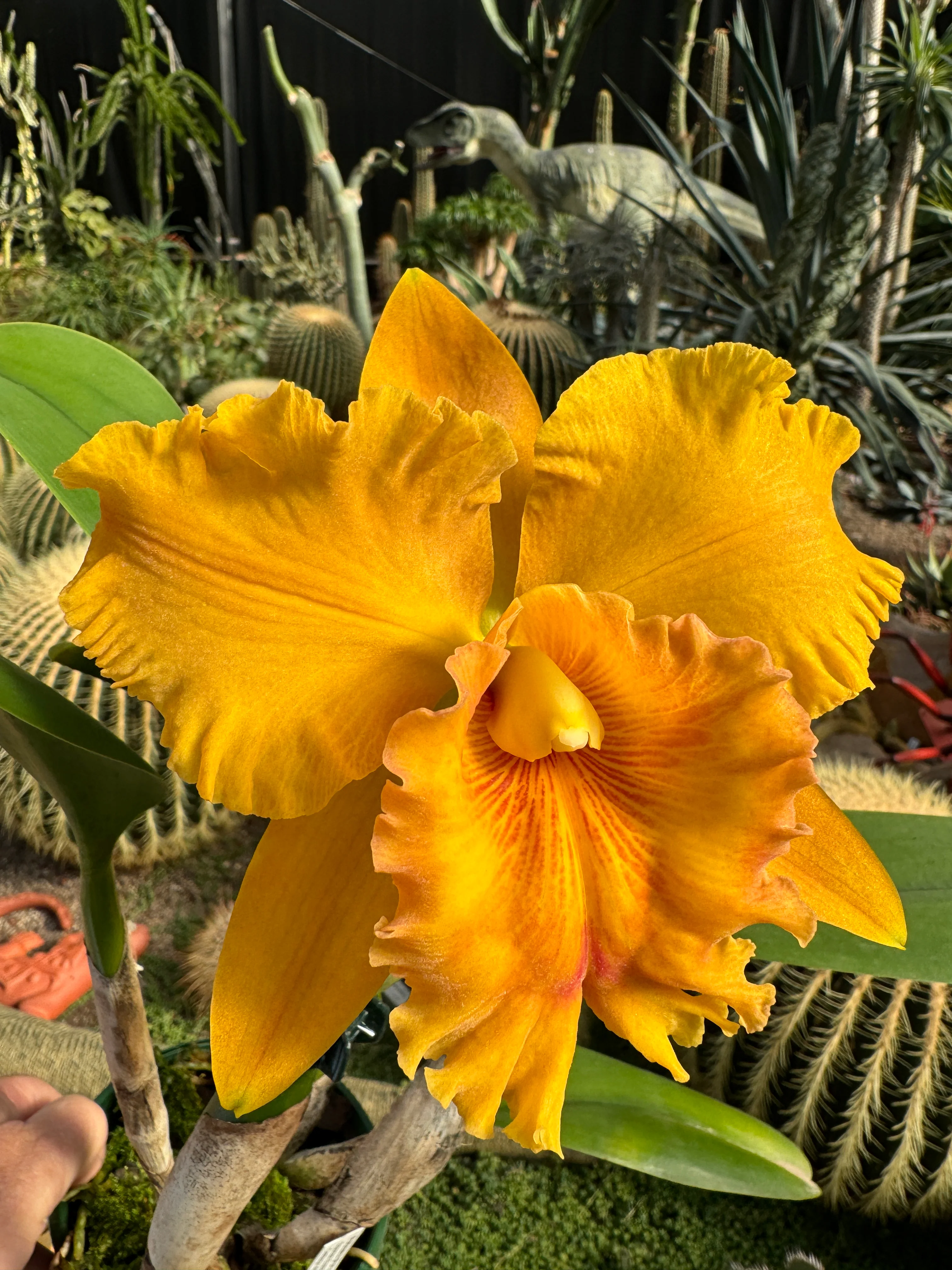 Cattleya Alliance Blc. Thongsupan Gold #2' - Image 4